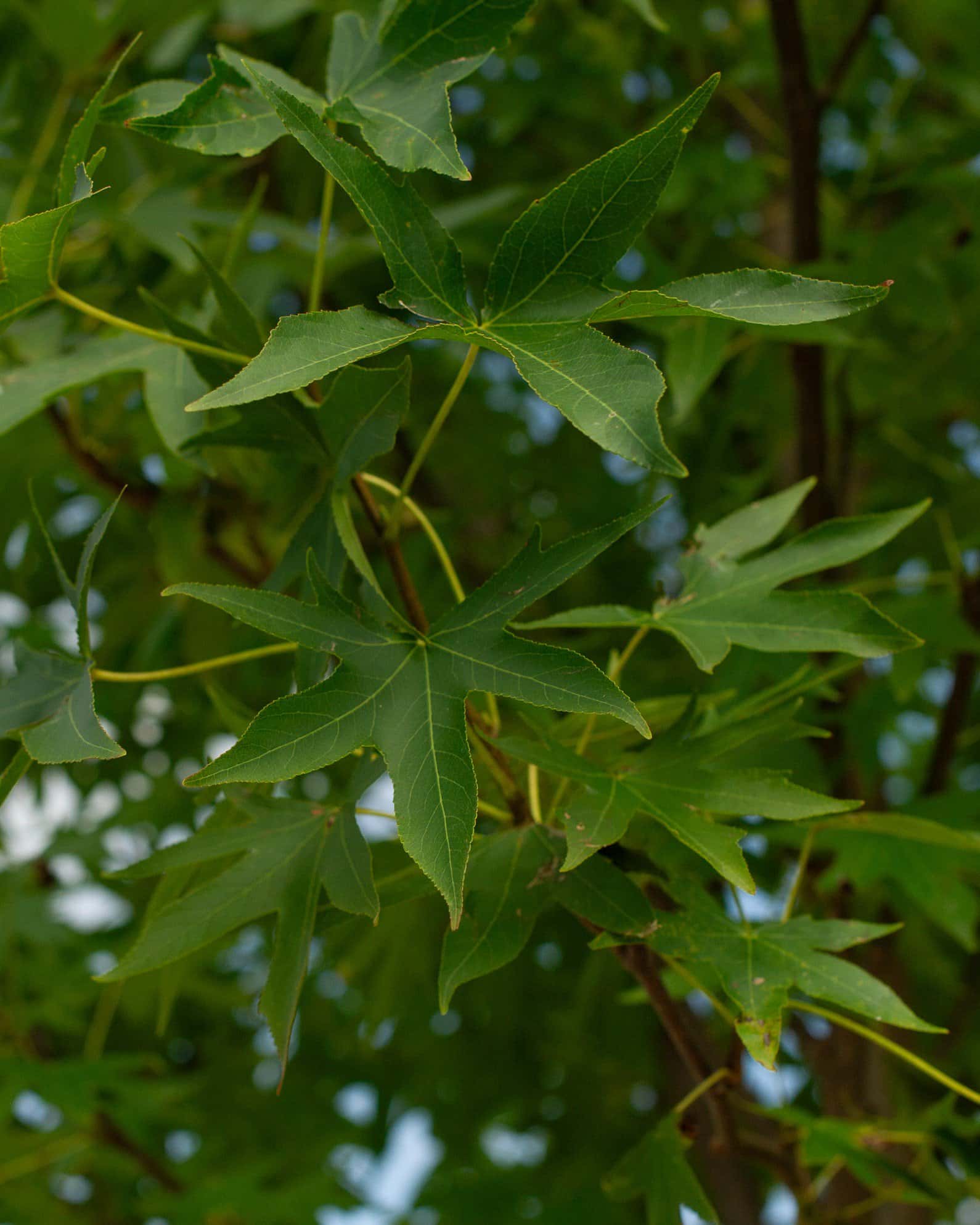 Cherokee Sweet Gum - Image 1