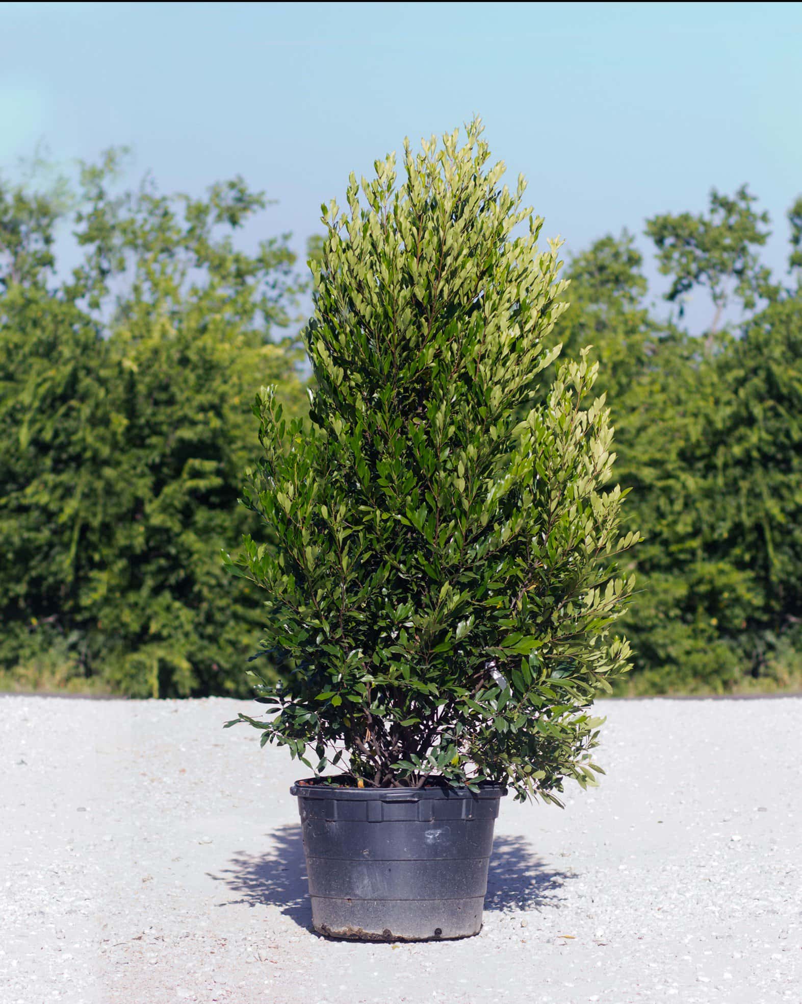 Cherry Laurel Bright 'N Tight - Main Image