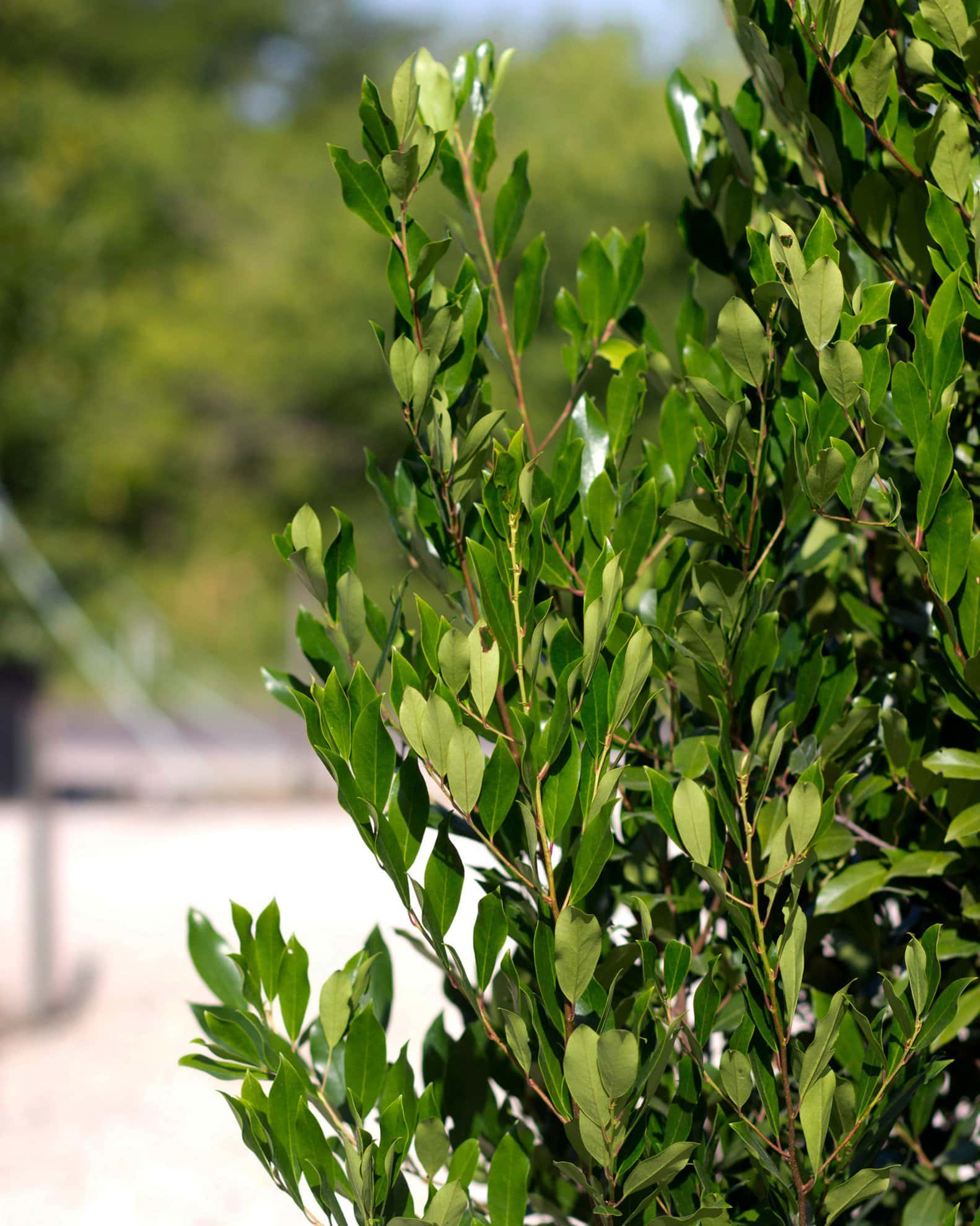 Cherry Laurel Bright 'N Tight - Image 2