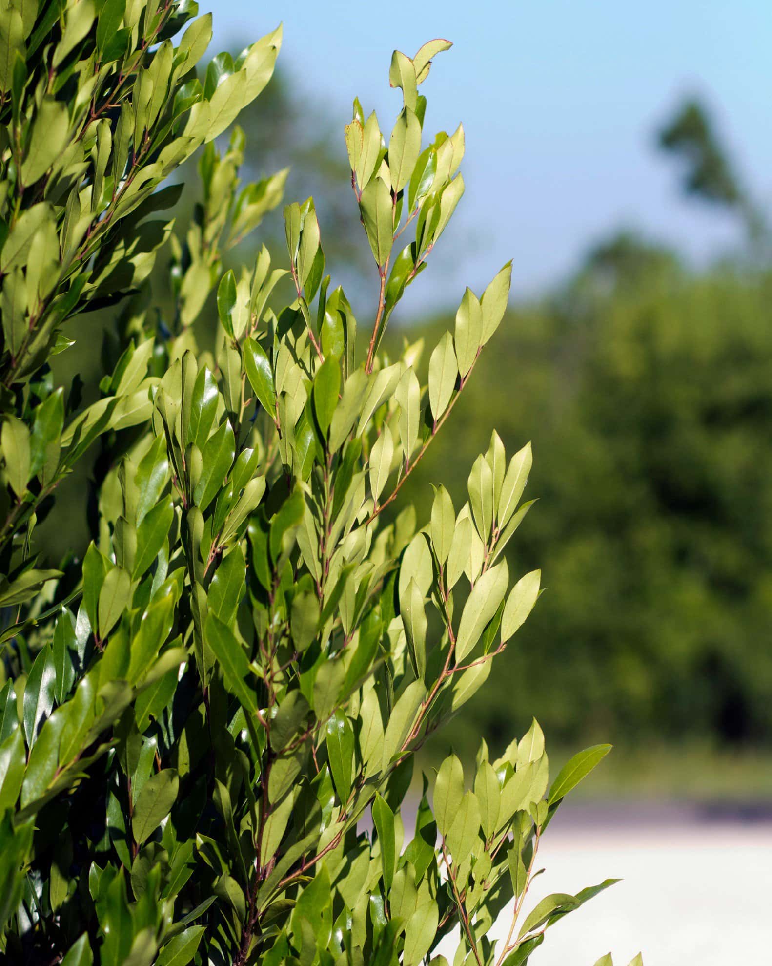 Cherry Laurel Bright 'N Tight - Image 3