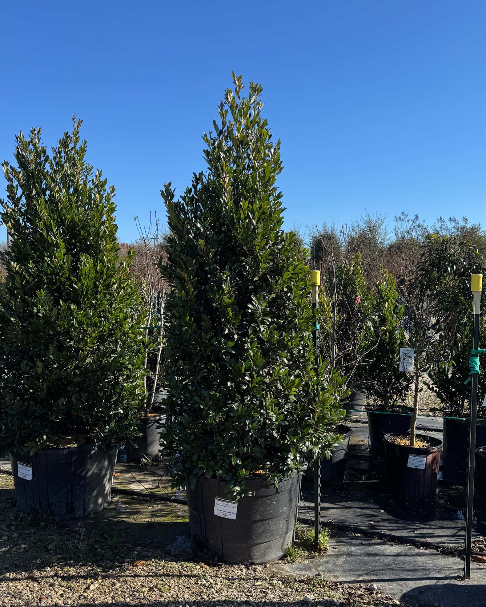 Cherry Laurel Bright 'N Tight - Image 4