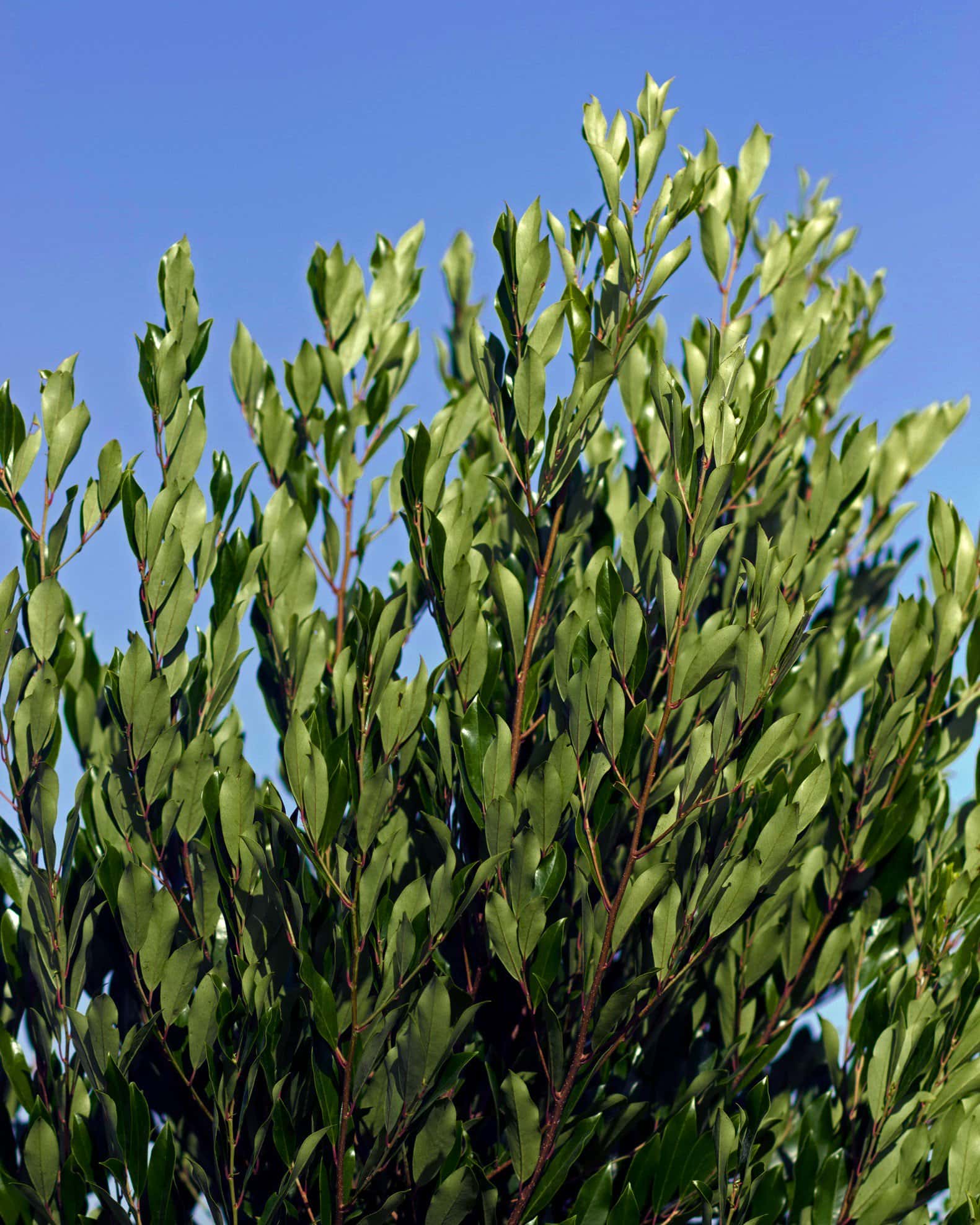 Cherry Laurel Bright 'N Tight - Image 5