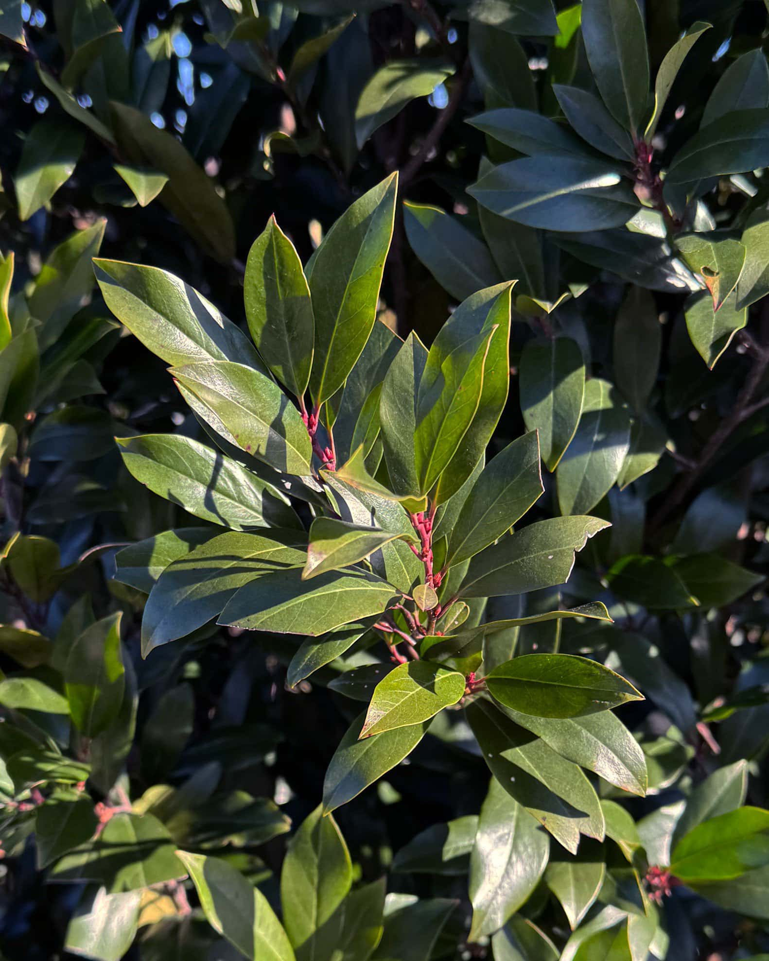 Cherry Laurel Bright 'N Tight - Image 6