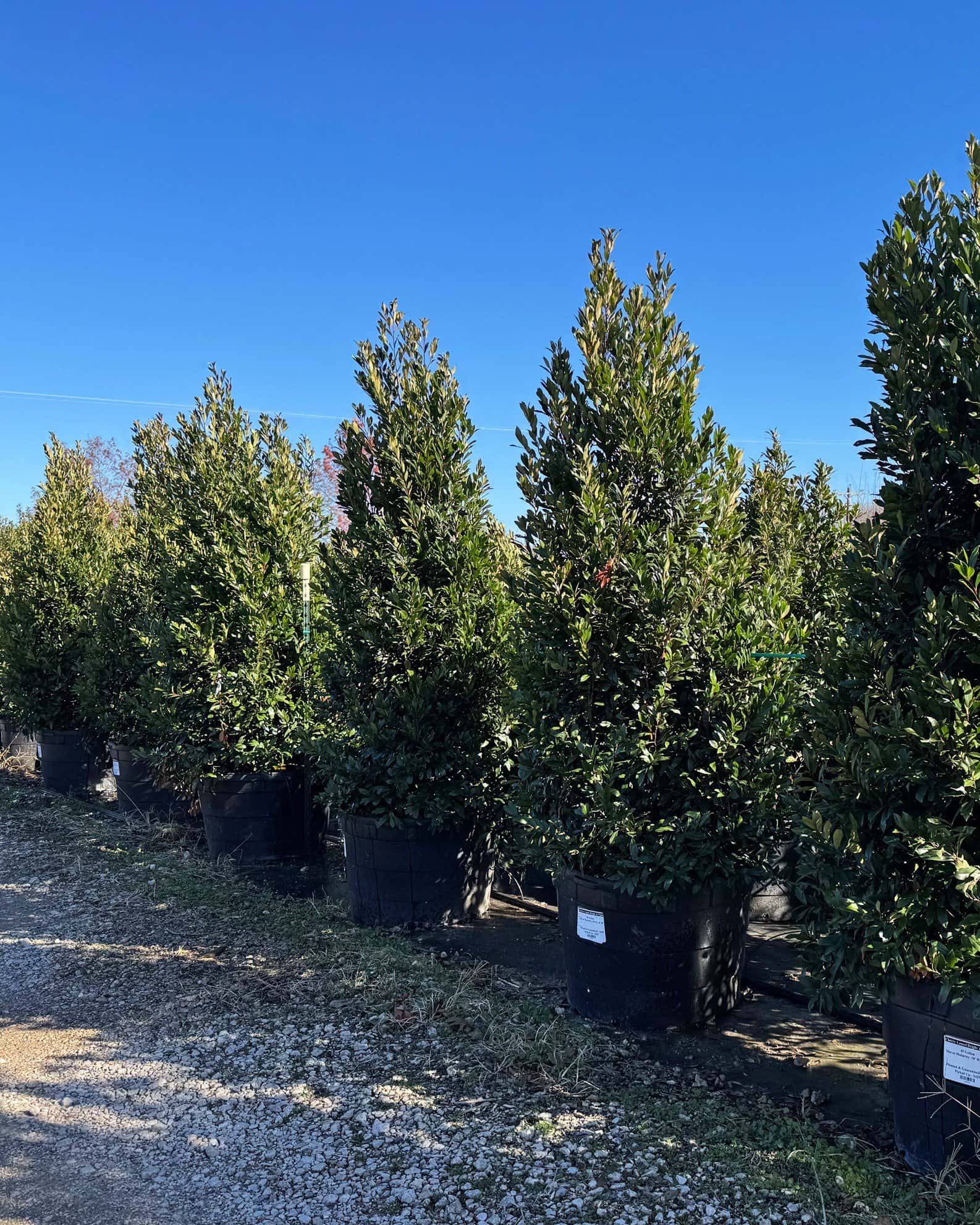 Cherry Laurel Bright 'N Tight - Image 7