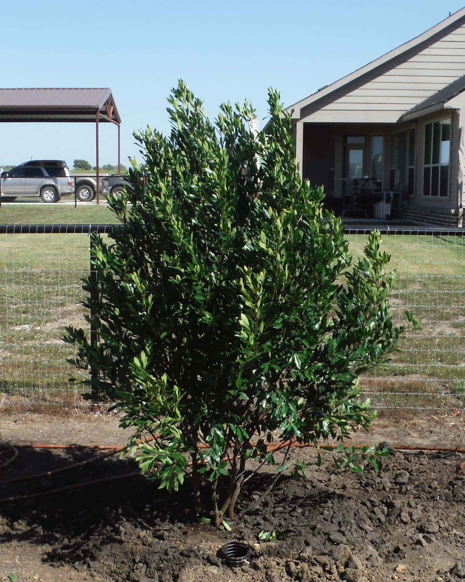 Cherry Laurel Bright 'N Tight - Image 1