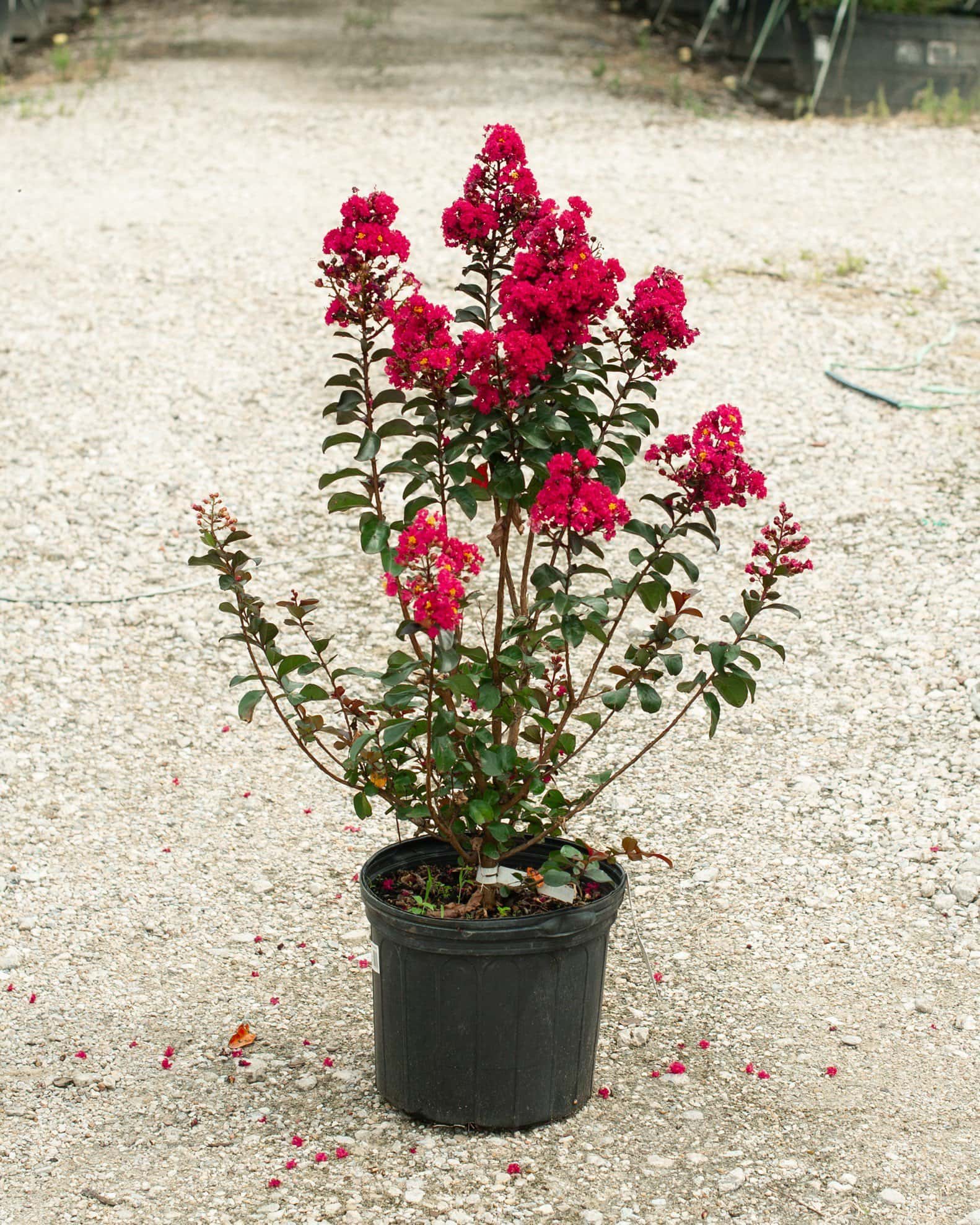 Cherry Mocha Crape Myrtle - Image 1