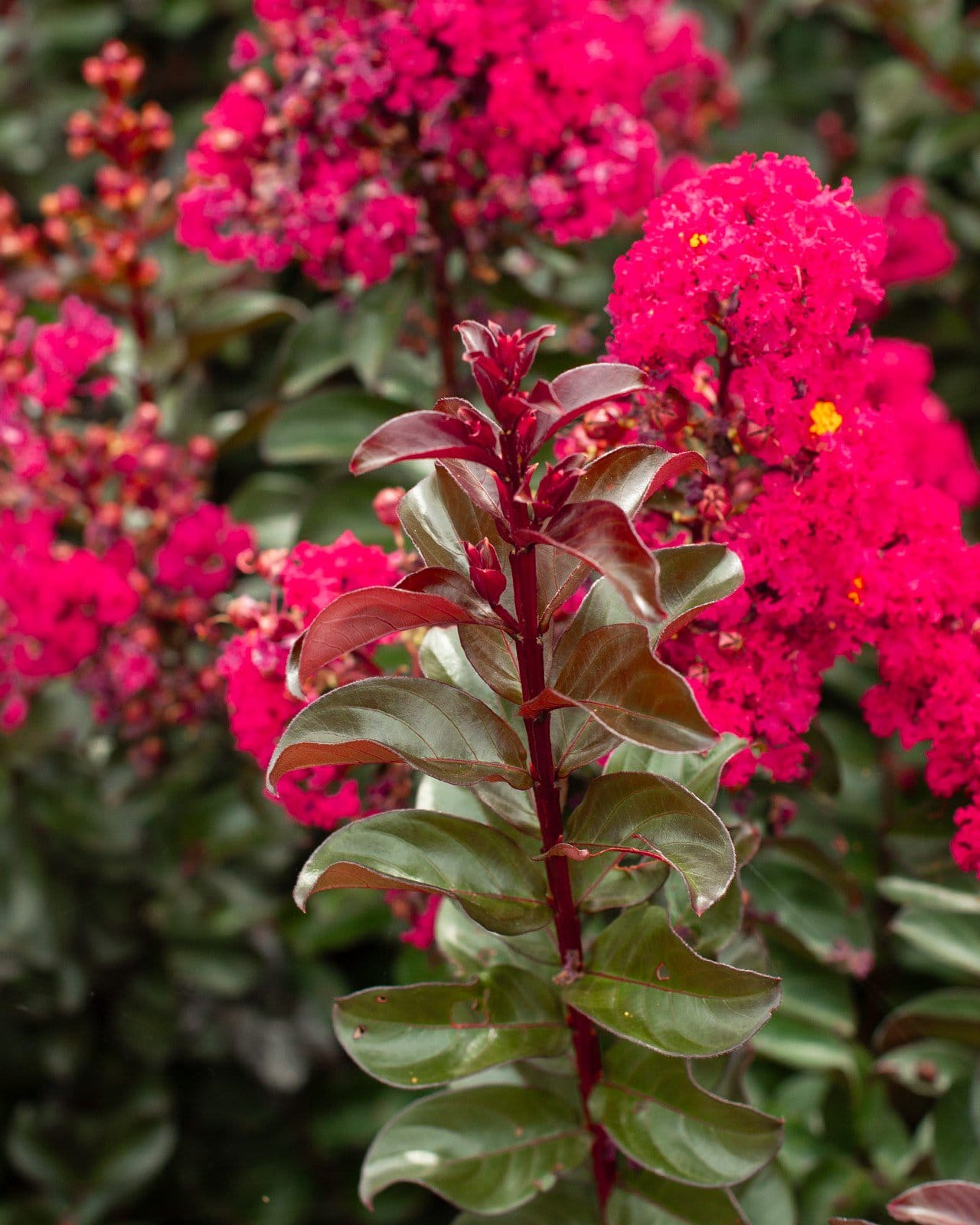 Cherry Mocha Crape Myrtle - view 2