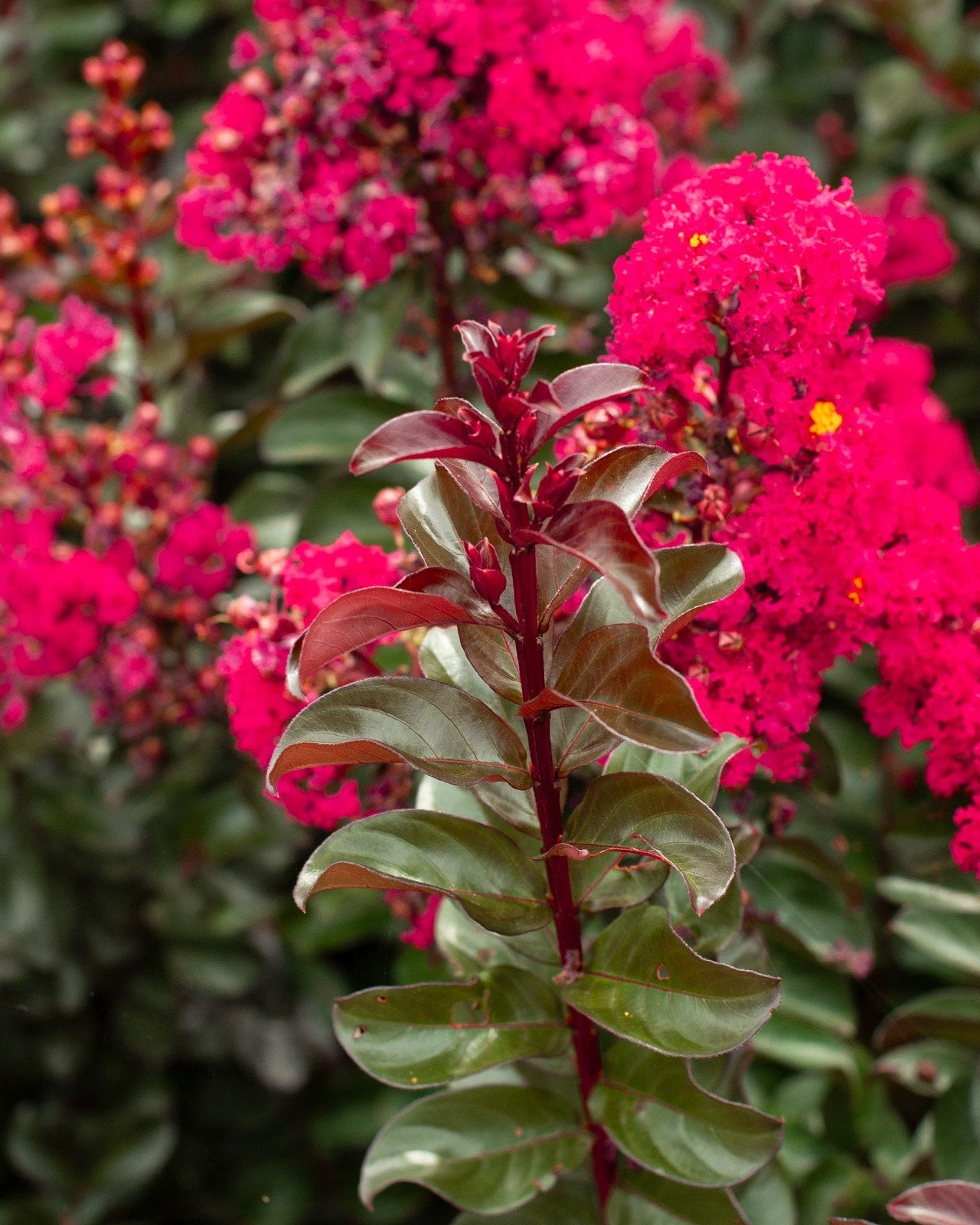 Cherry Mocha Crape Myrtle - Image 1