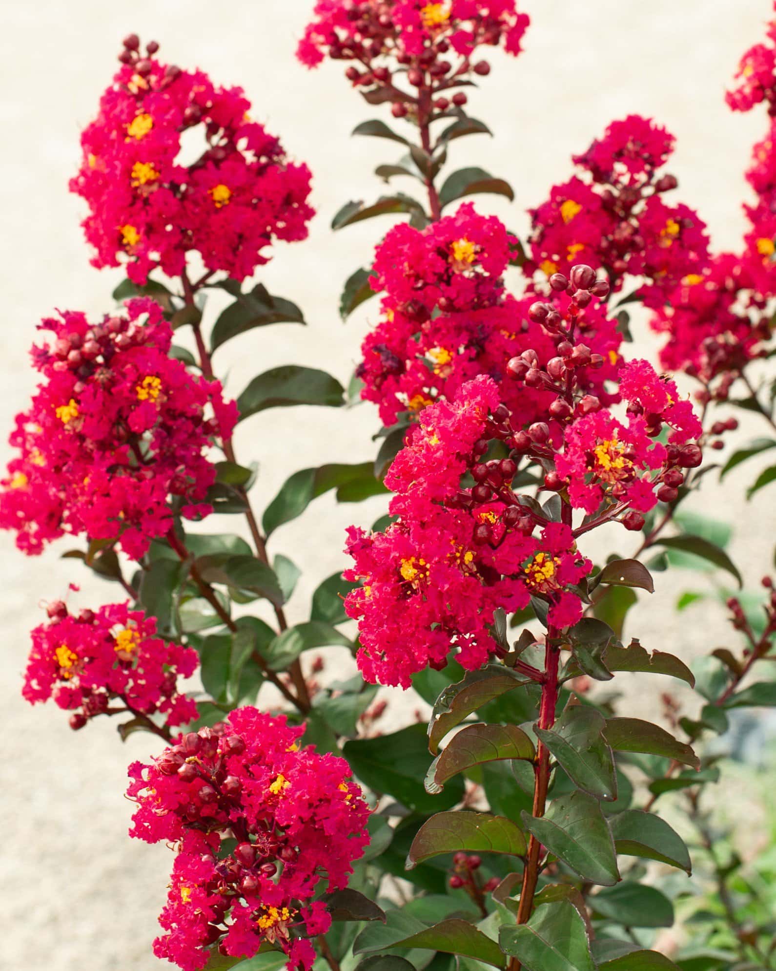 Cherry Mocha Crape Myrtle - Image 3
