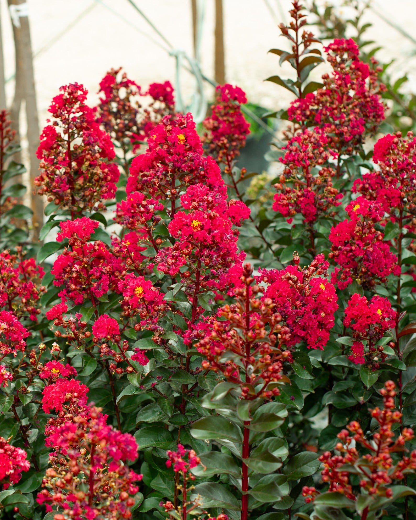 Cherry Mocha Crape Myrtle - view 3