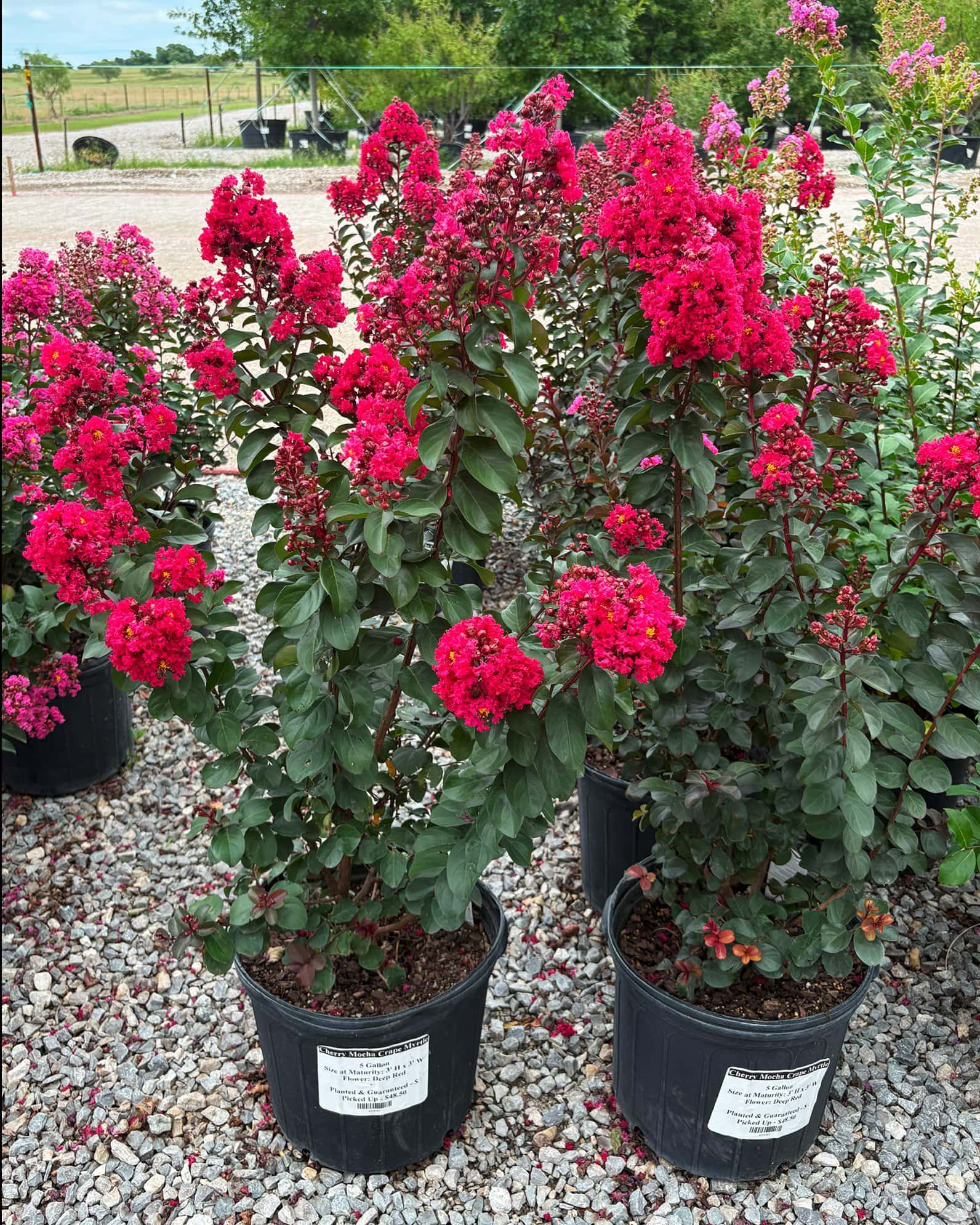 Cherry Mocha Crape Myrtle - Image 8