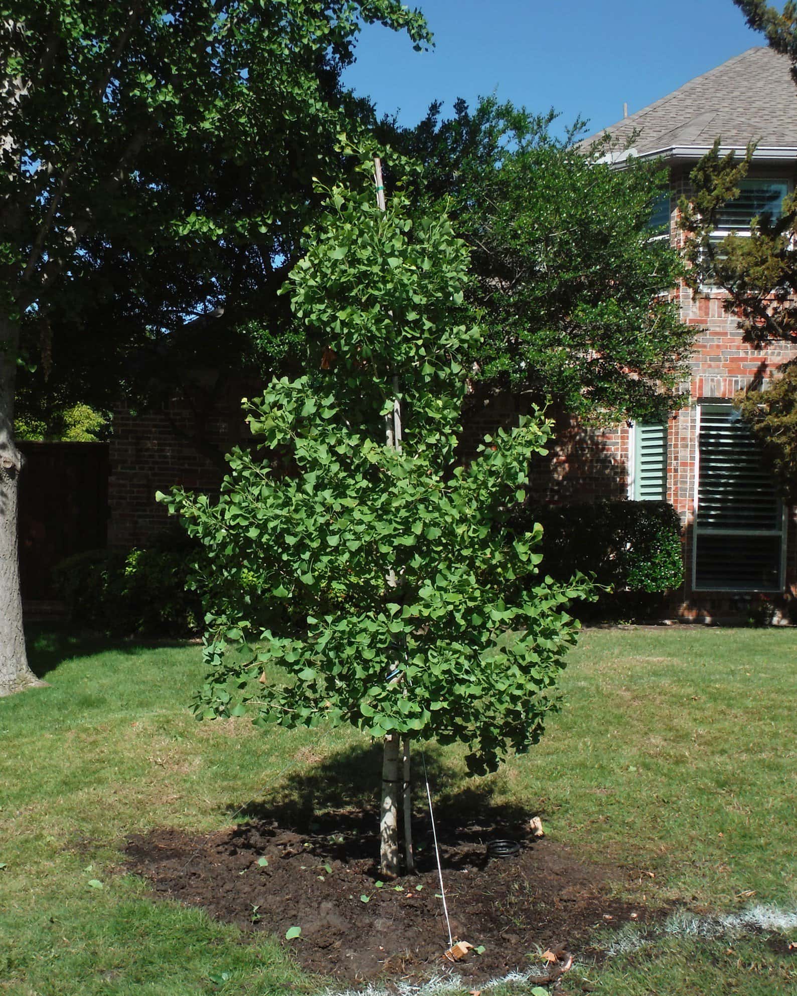 Chi Chi Ginkgo - Main Image