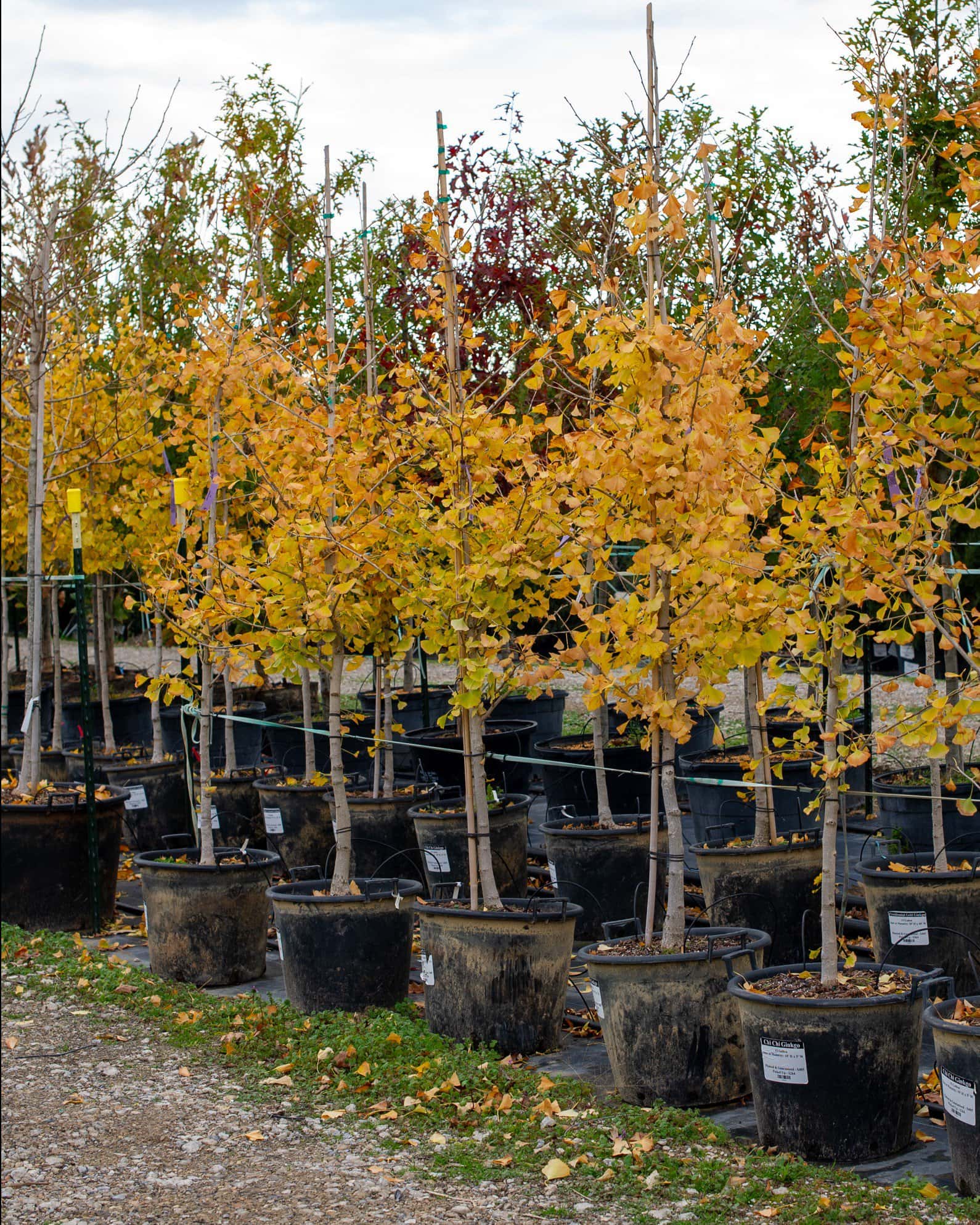 Chi Chi Ginkgo - Image 3