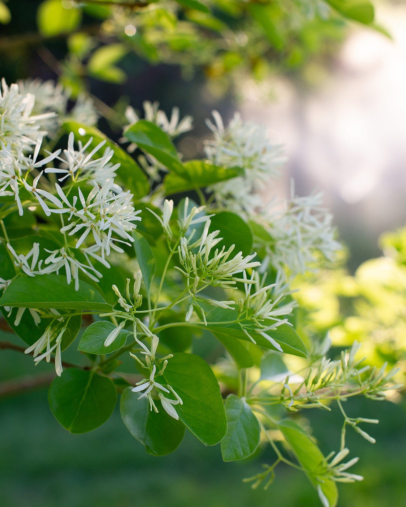 Chinese Fringe Tree - view 2