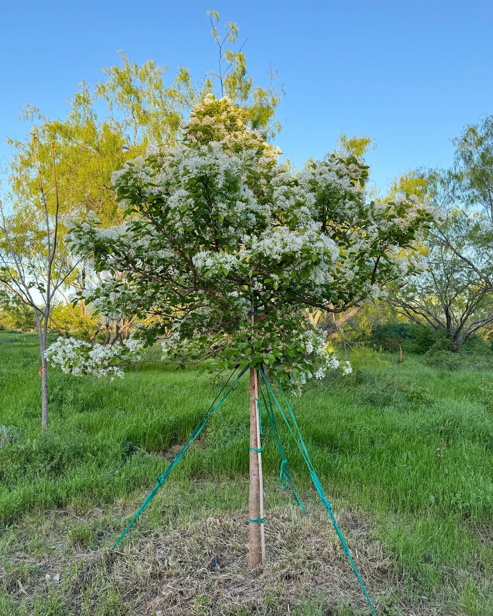 Chinese Fringe Tree - view 3