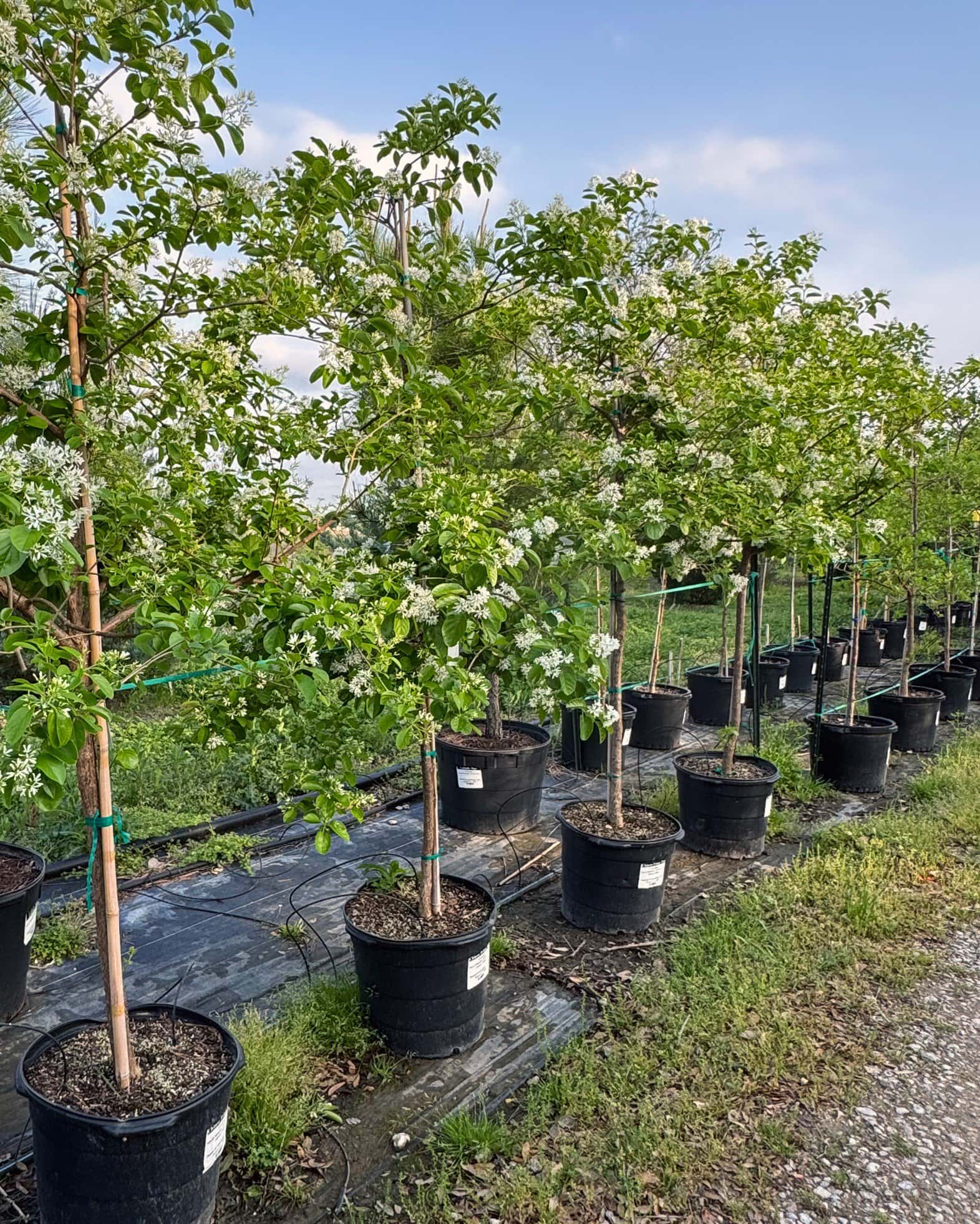 Chinese Fringe Tree - Image 2