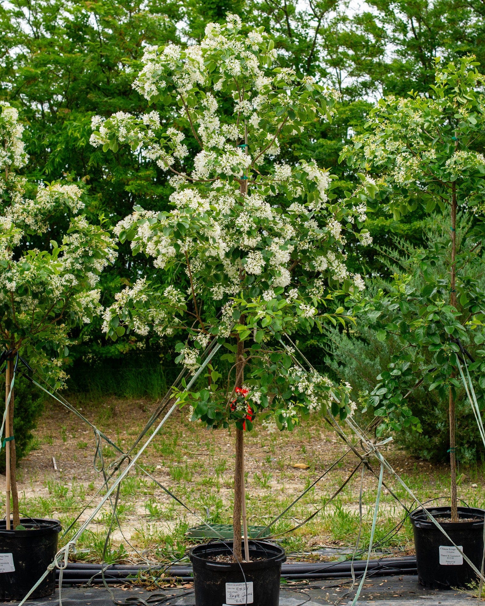 Chinese Fringe Tree - view 5