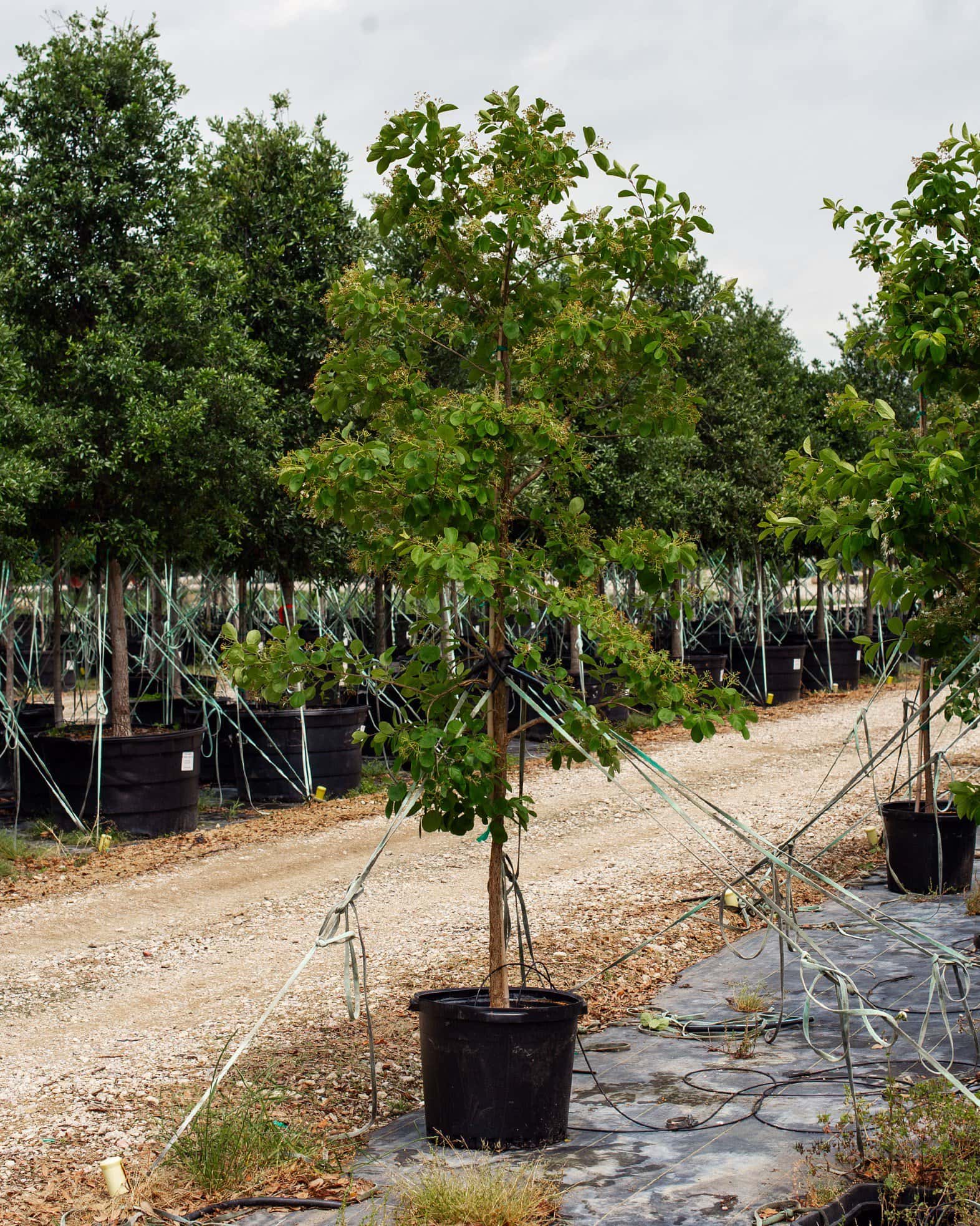 Chinese Fringe Tree - Image 4