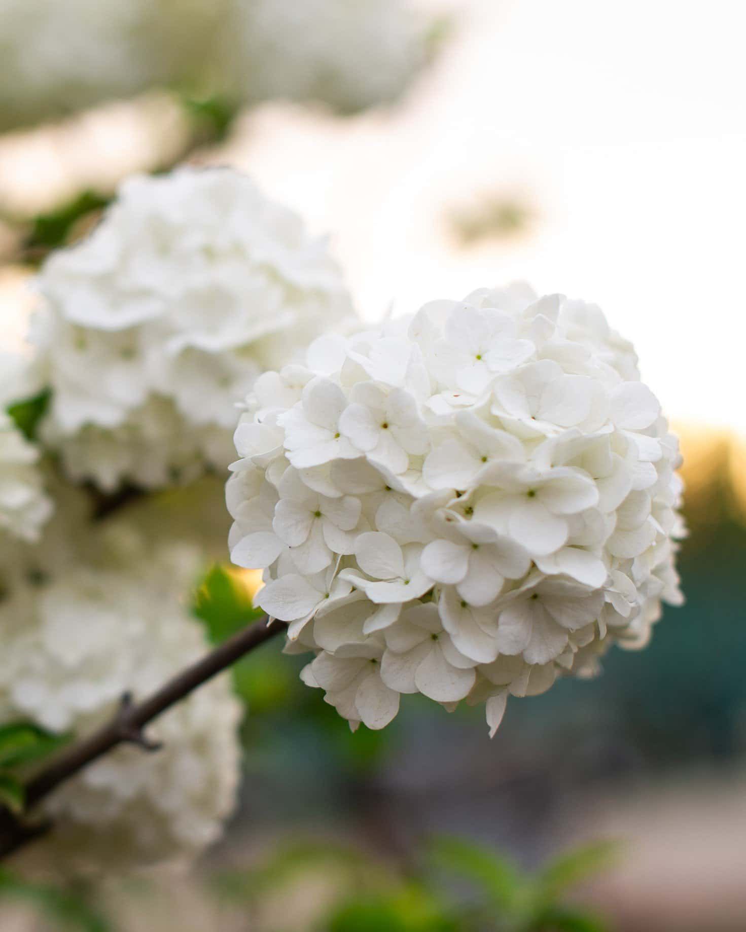 Chinese Snowball Viburnum - Main Image