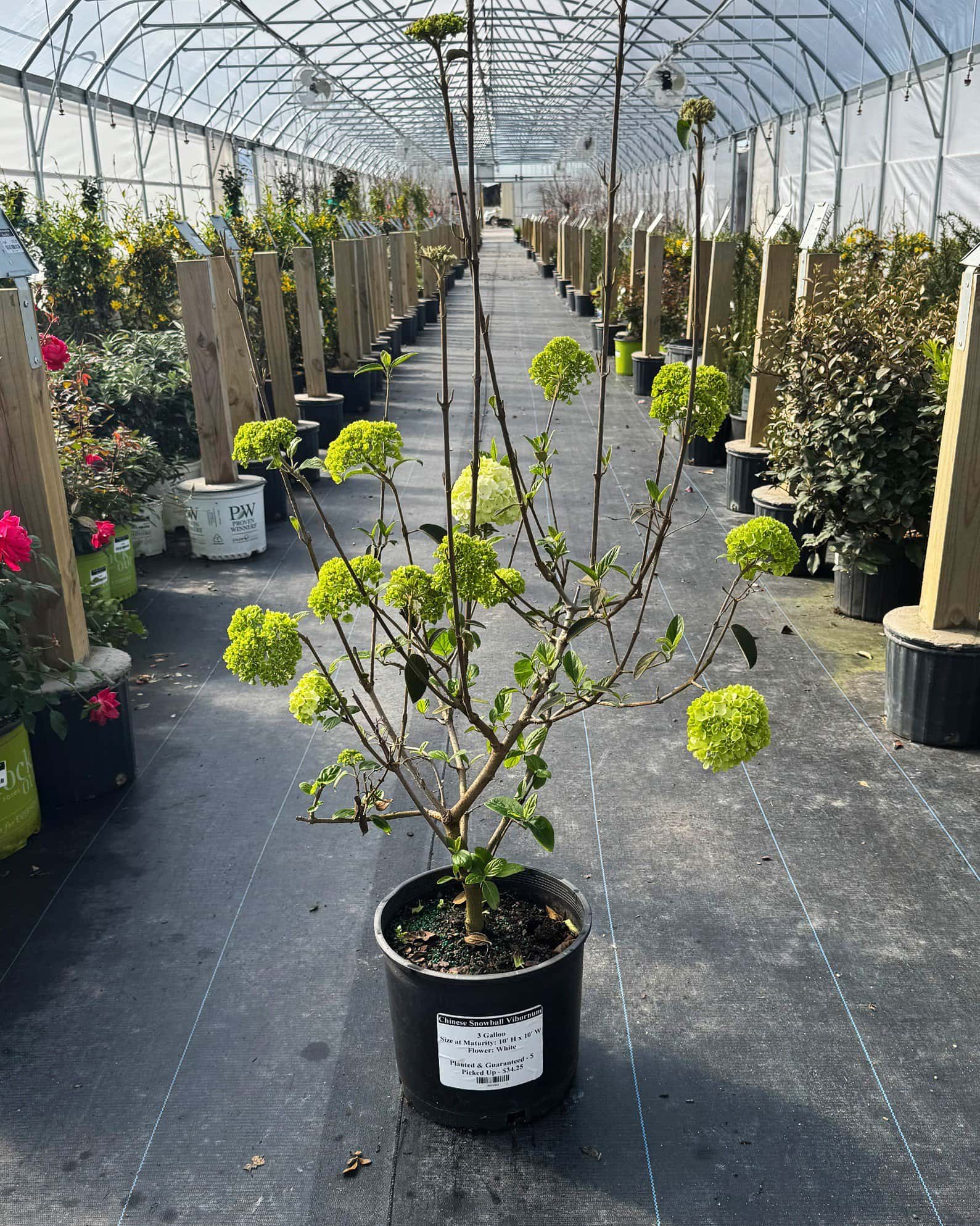 Chinese Snowball Viburnum - Image 1