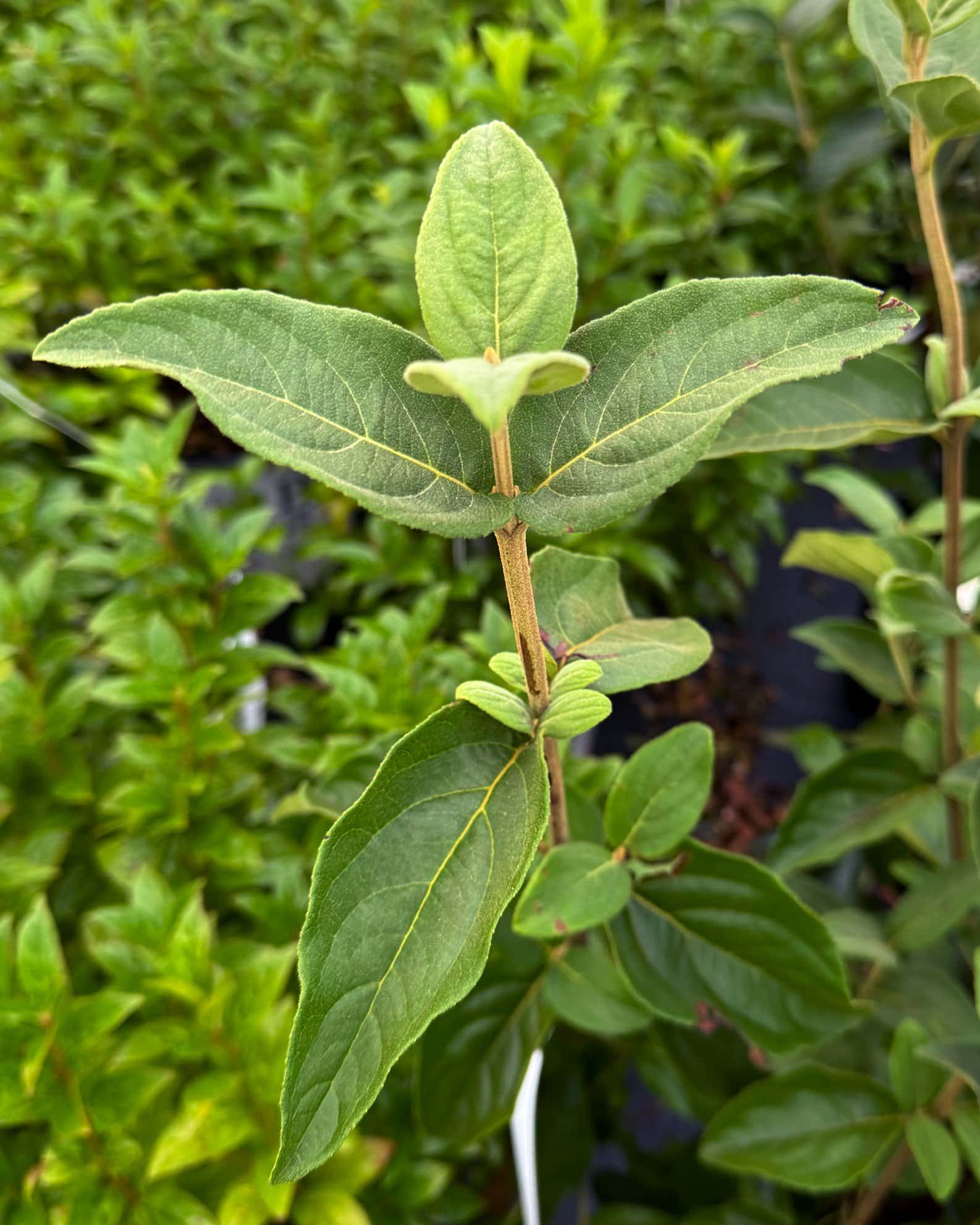 Chinese Snowball Viburnum - Image 3
