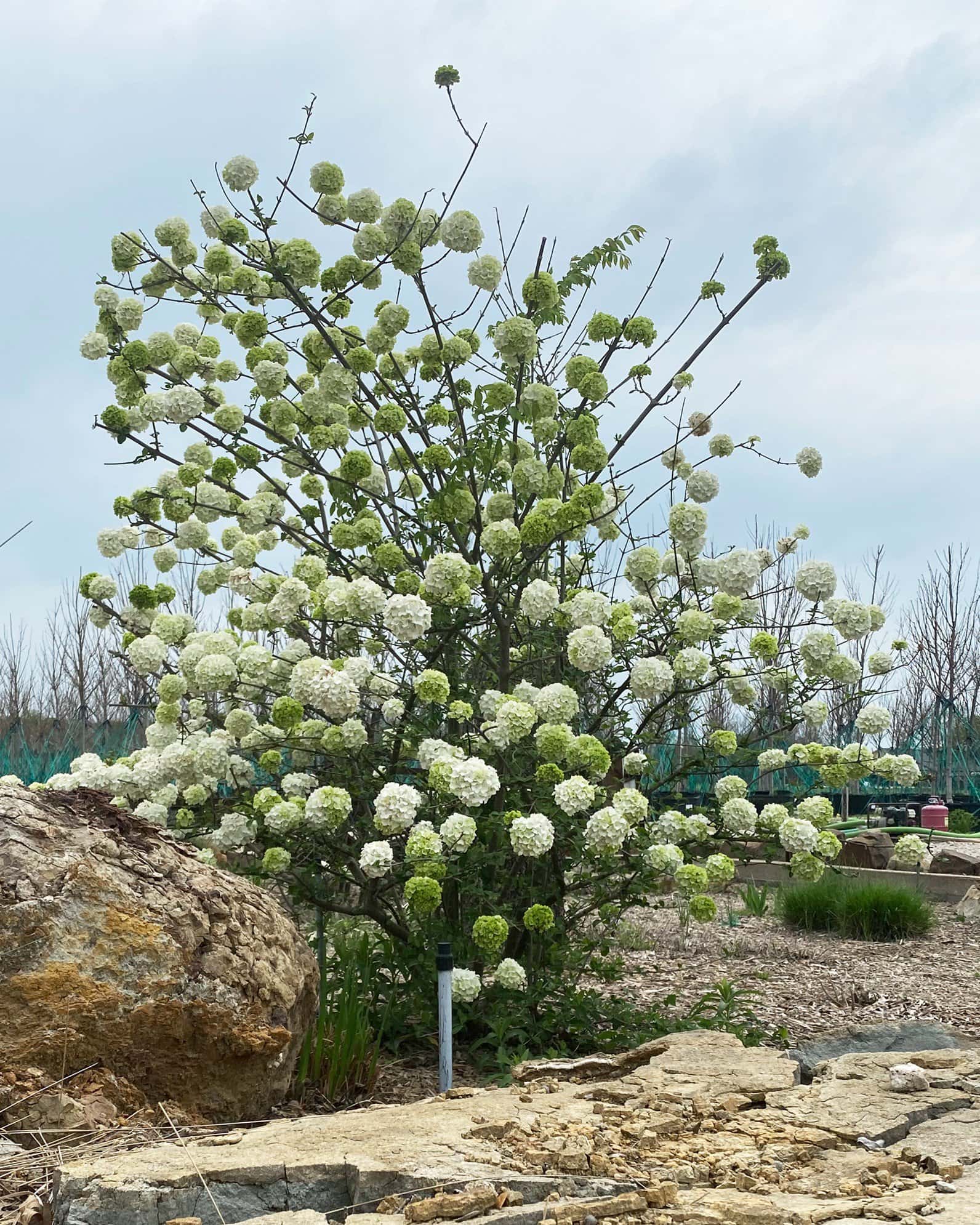 Chinese Snowball Viburnum - Image 5
