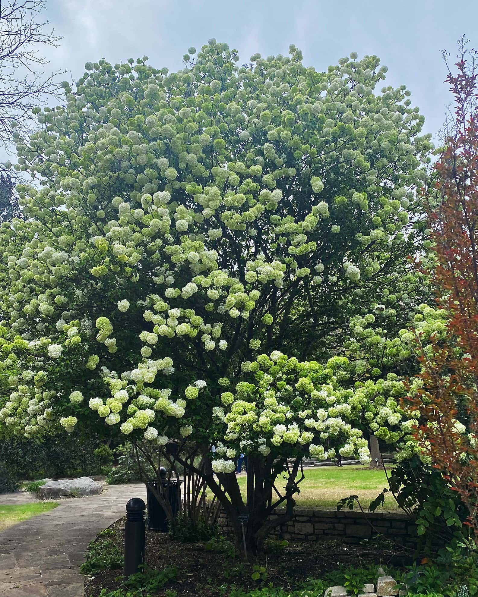 Chinese Snowball Viburnum - Image 6