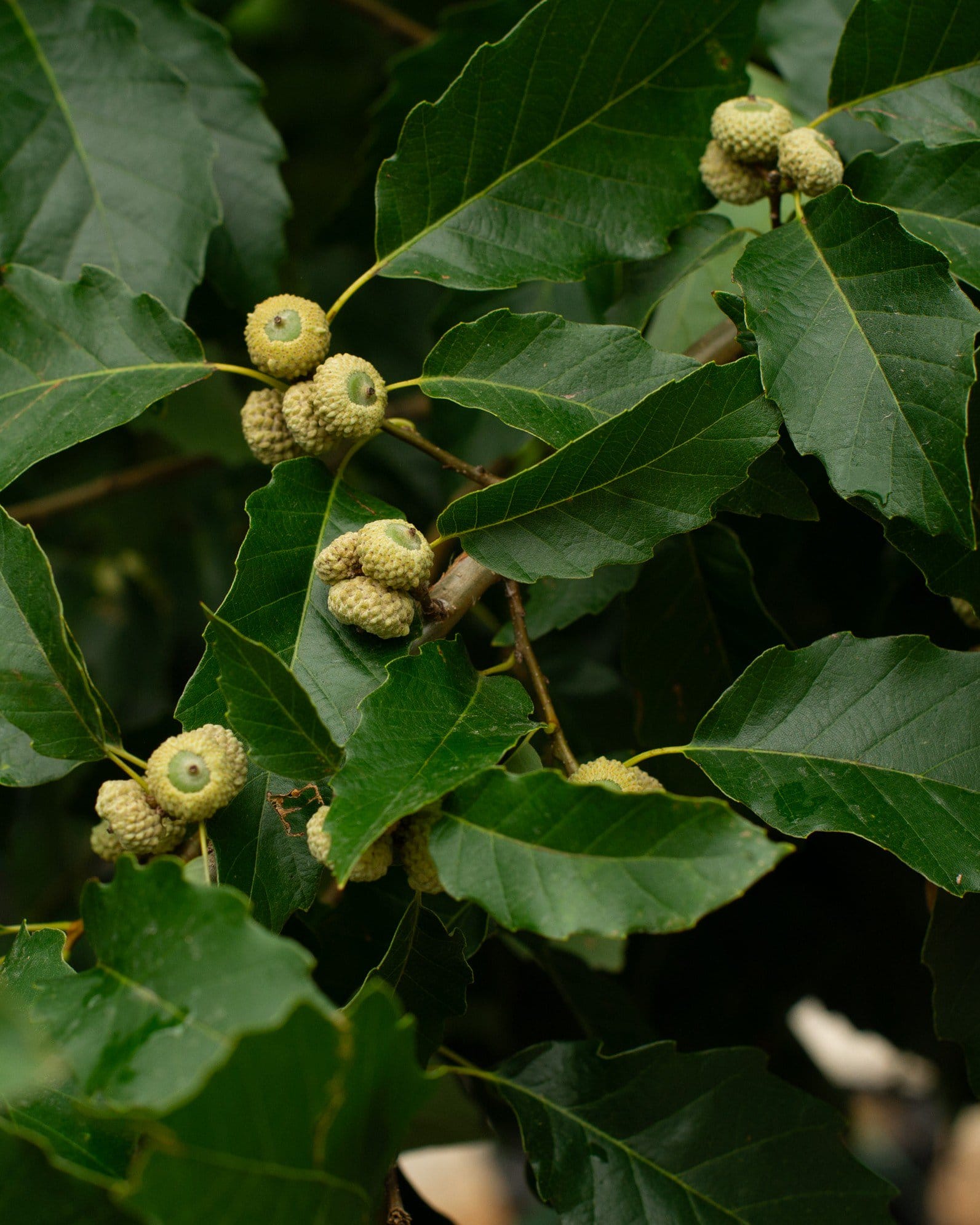 Chinquapin Oak - view 3