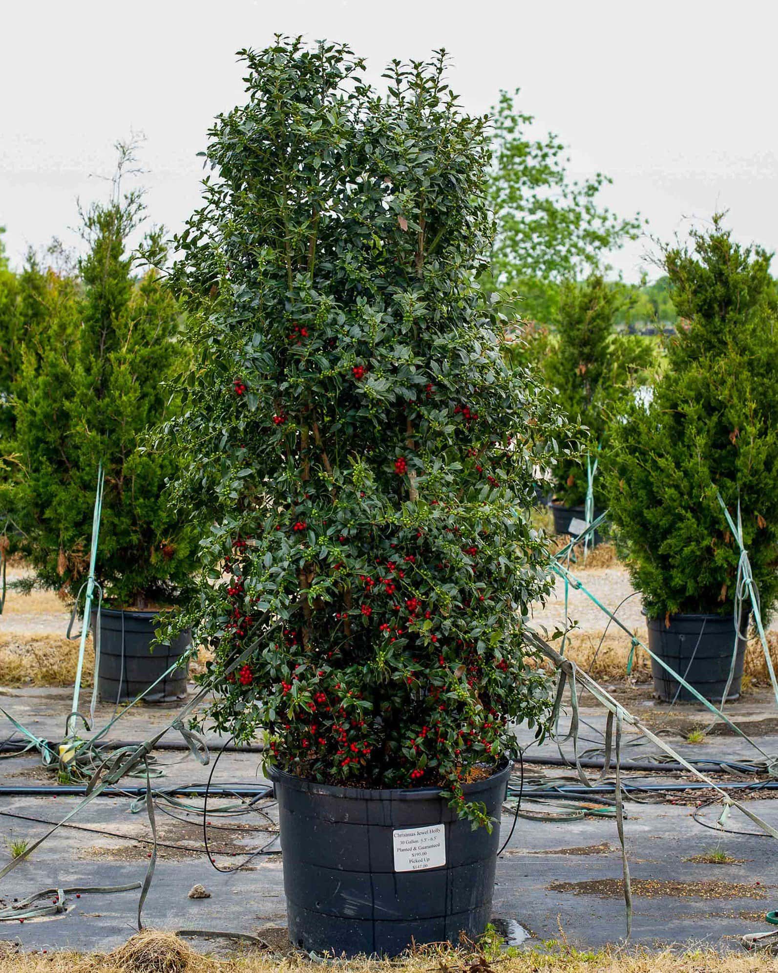 Christmas Jewel Holly - Image 1