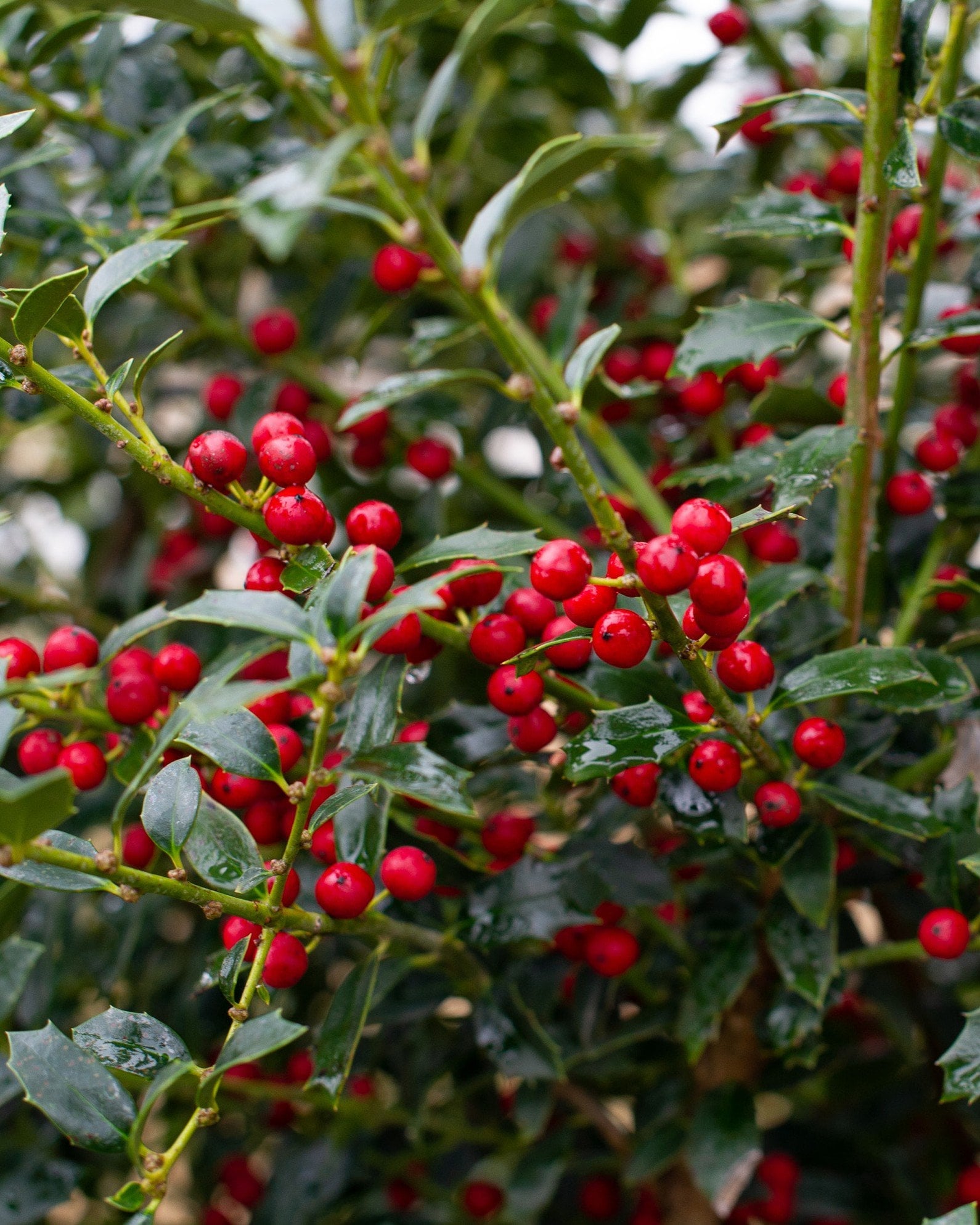 Christmas Jewel Holly - Image 1
