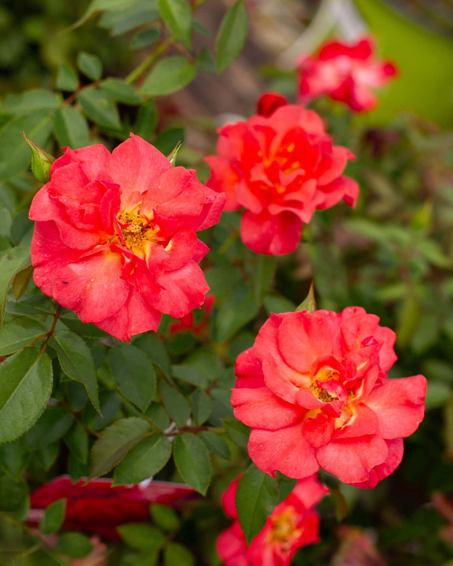 Cinco de Mayo Rose - Main Image