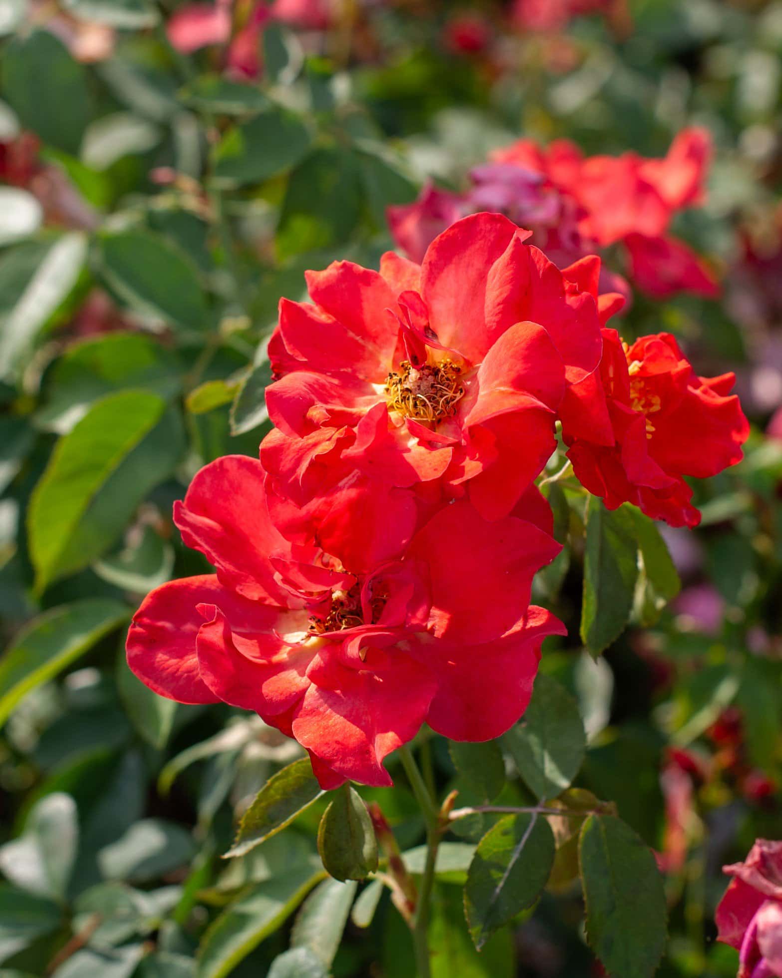 Cinco de Mayo Rose - Image 5