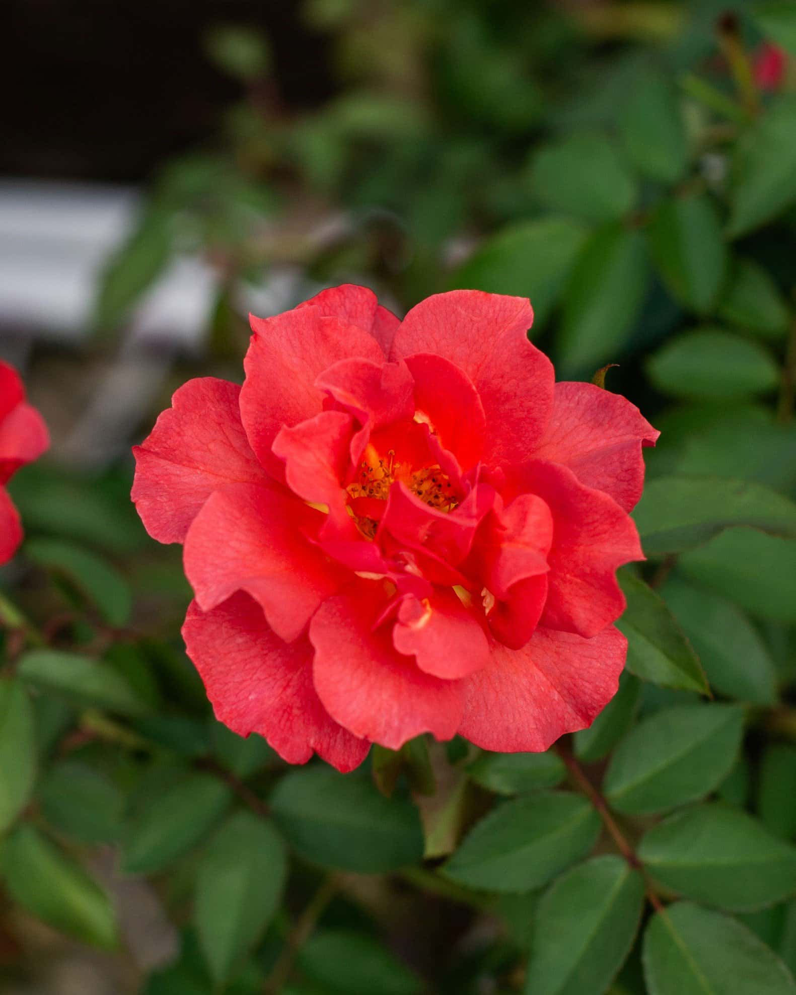 Cinco de Mayo Rose - Image 6