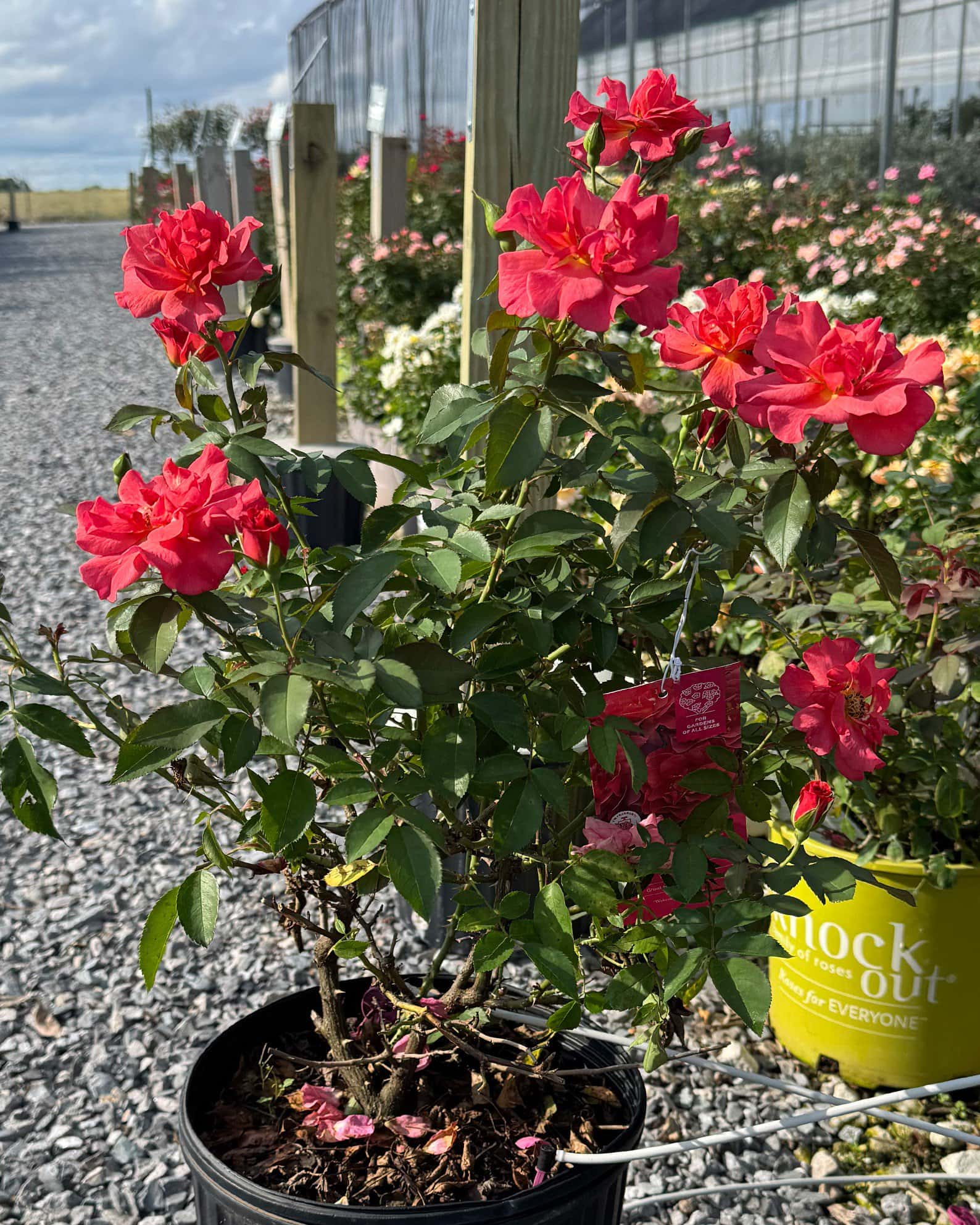 Cinco de Mayo Rose - Image 7