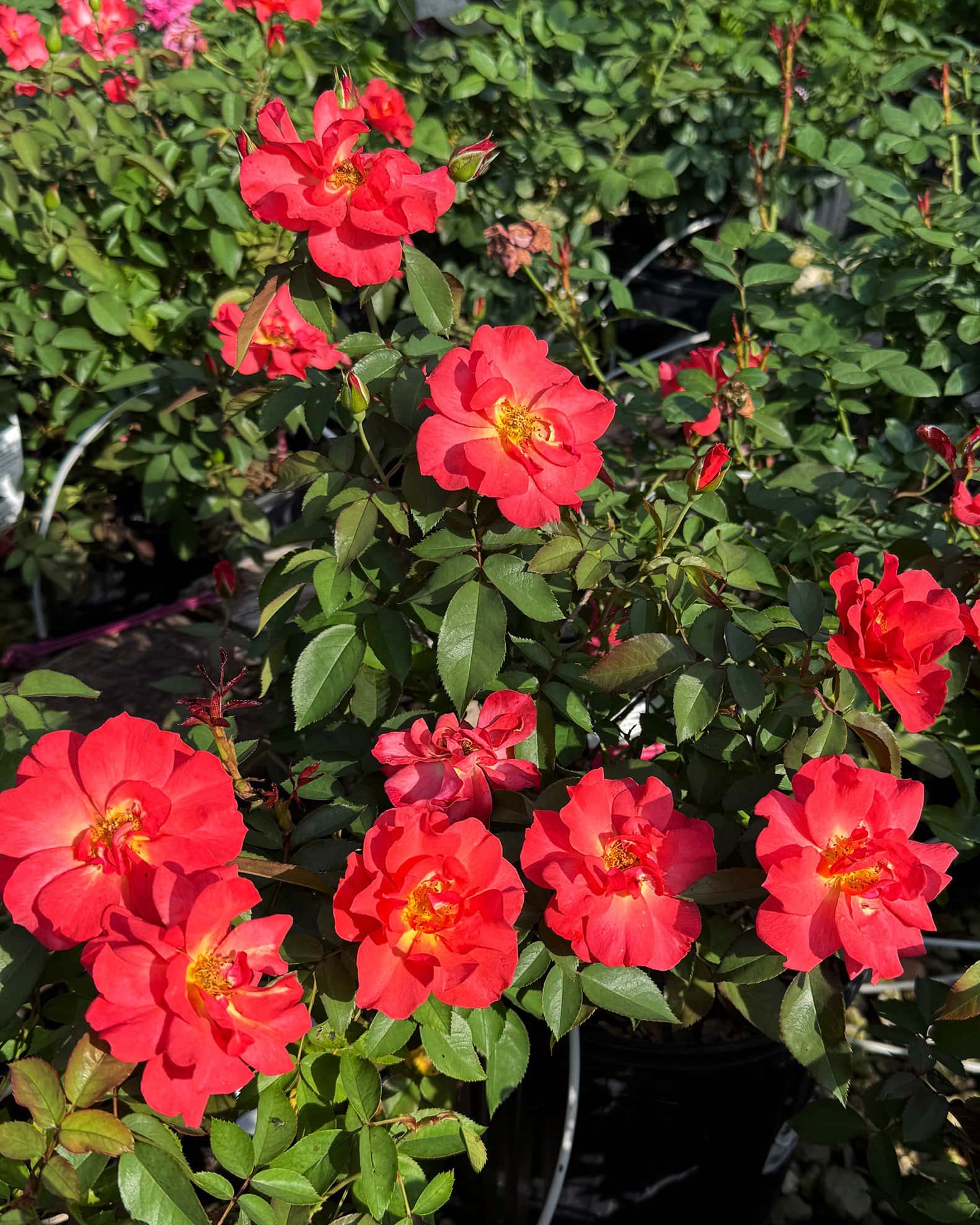 Cinco de Mayo Rose - Image 1