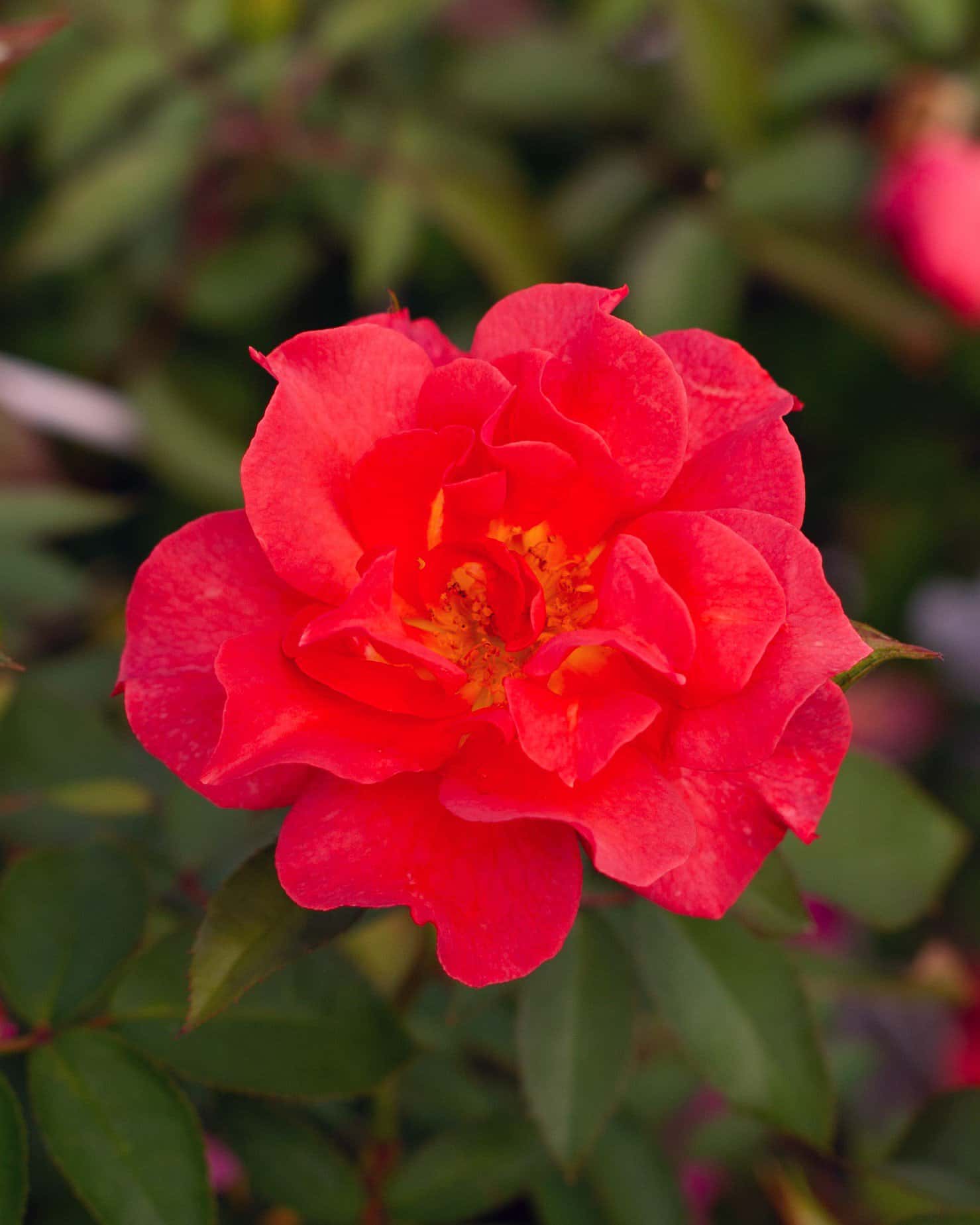 Cinco de Mayo Rose - Image 3