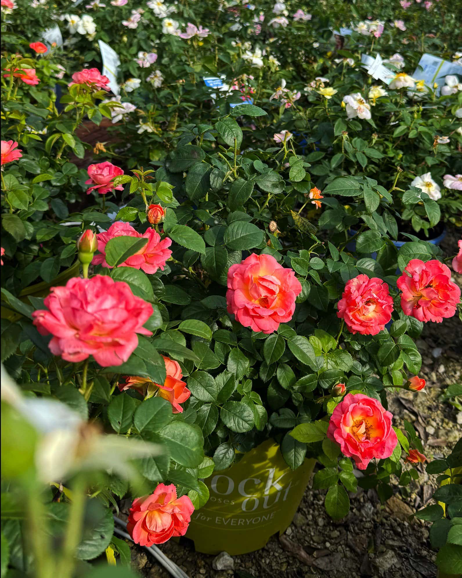 Cinco de Mayo Rose - Image 4