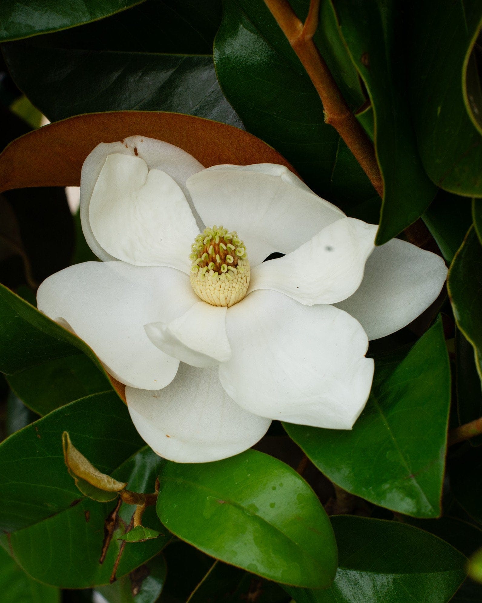 Claudia Wannamaker Magnolia - view 2