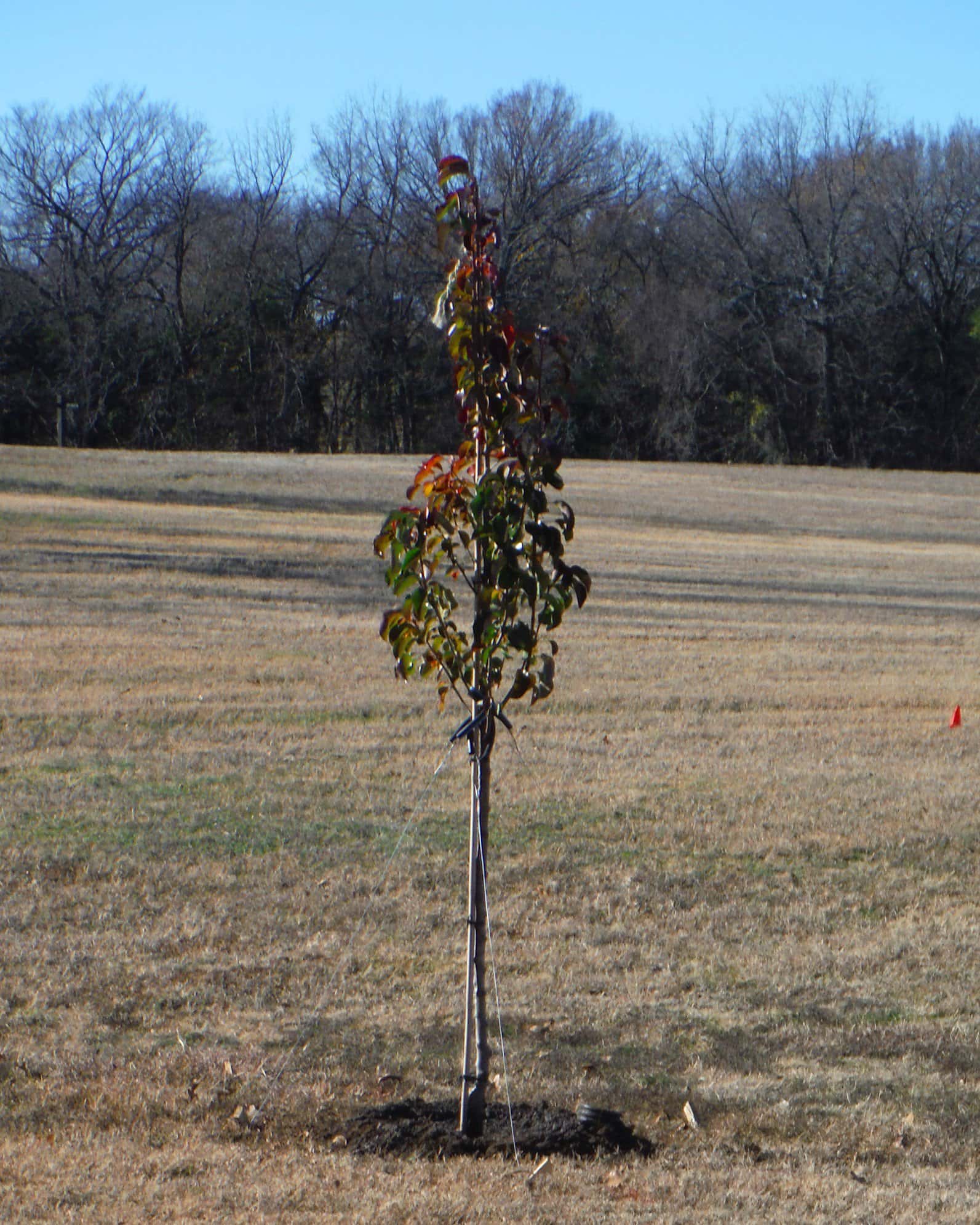 Cleveland Select Pear - Image 1