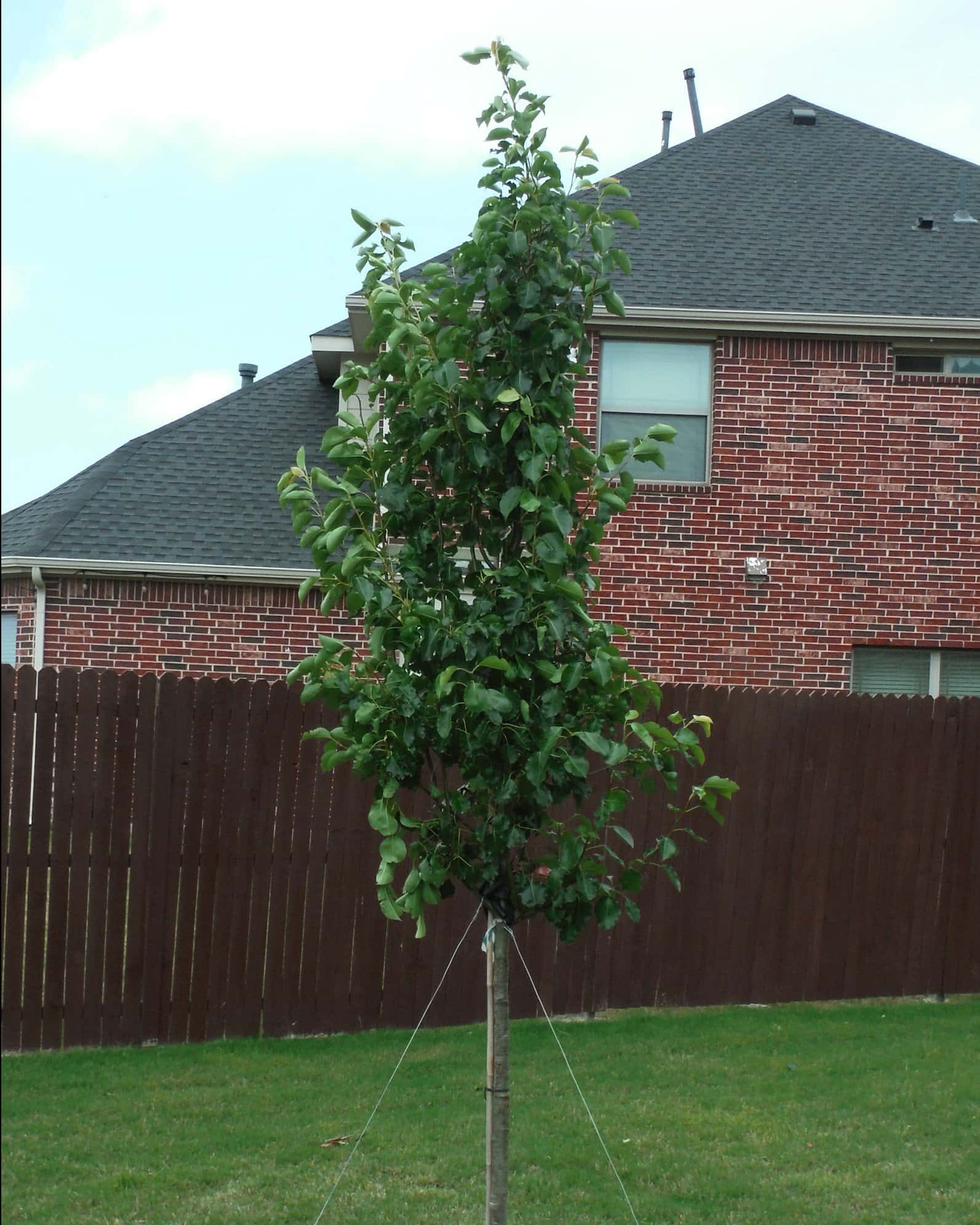 Cleveland Select Pear - Image 2