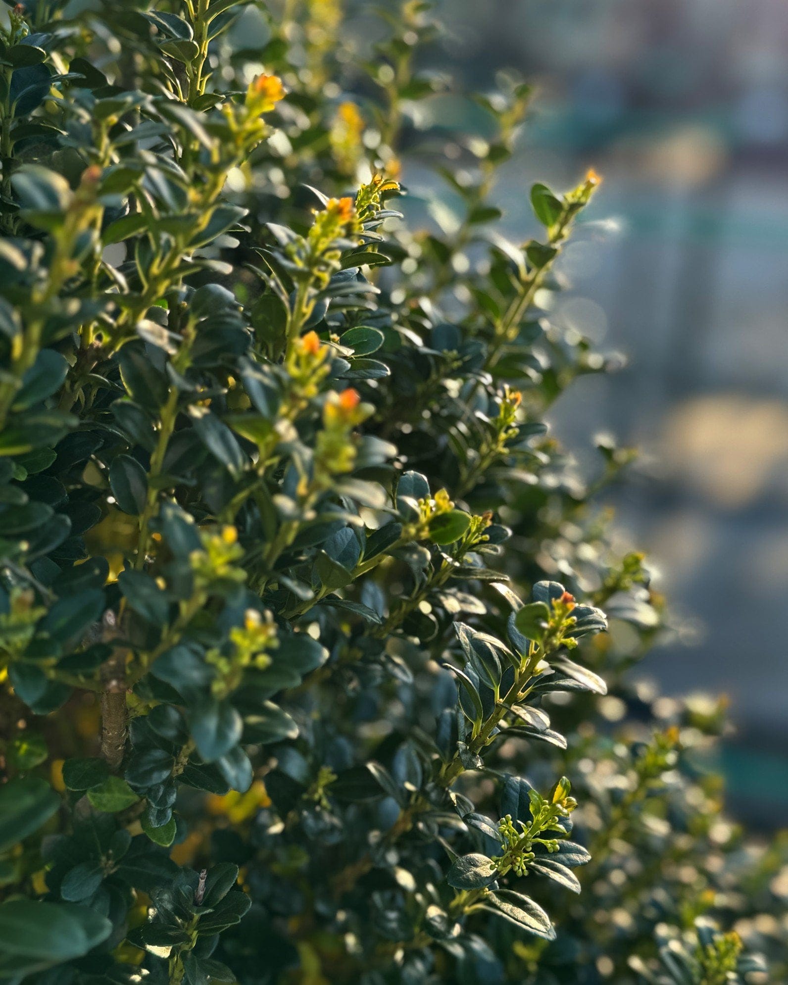 Compacta Holly - view 2