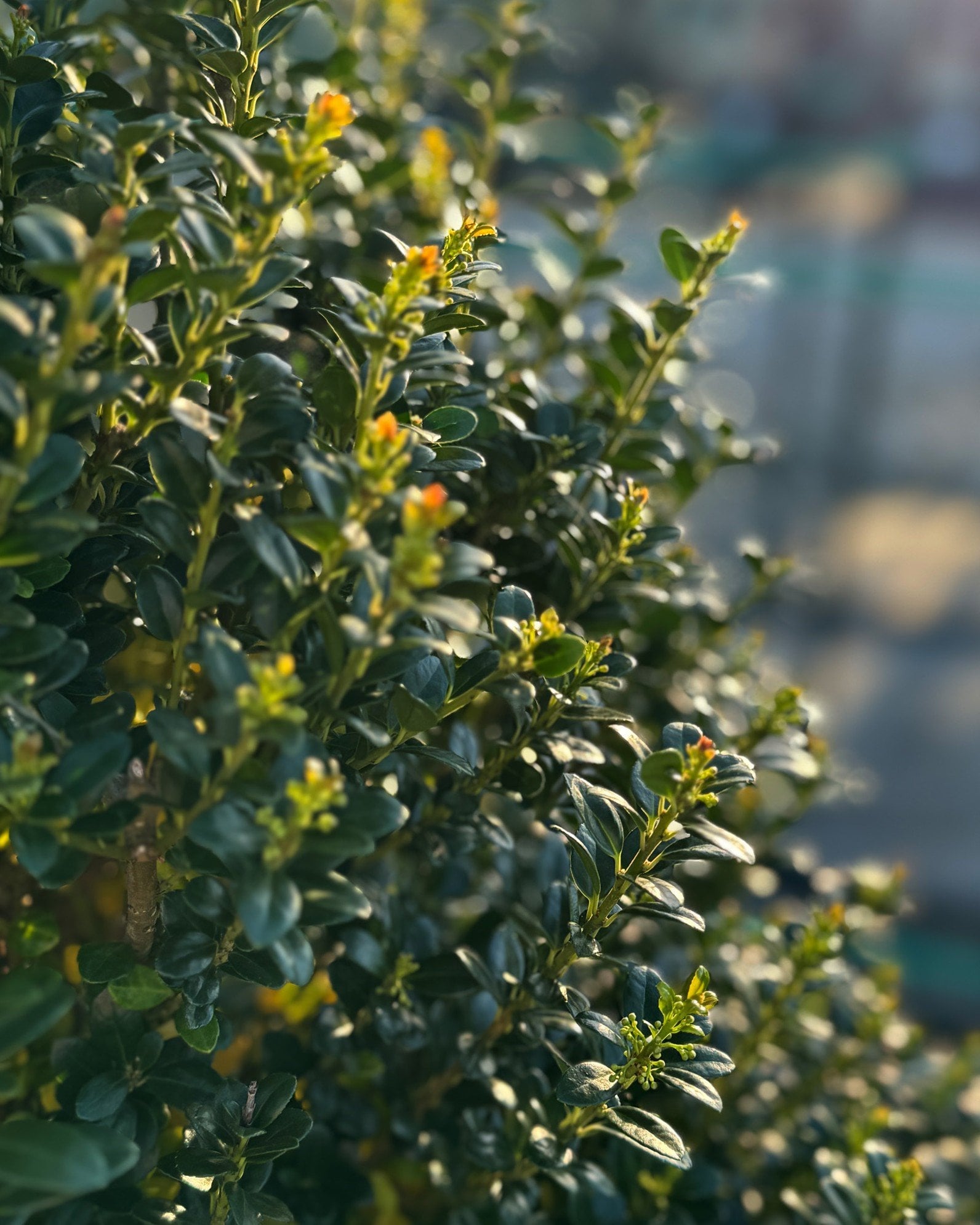 Compacta Holly - Image 1