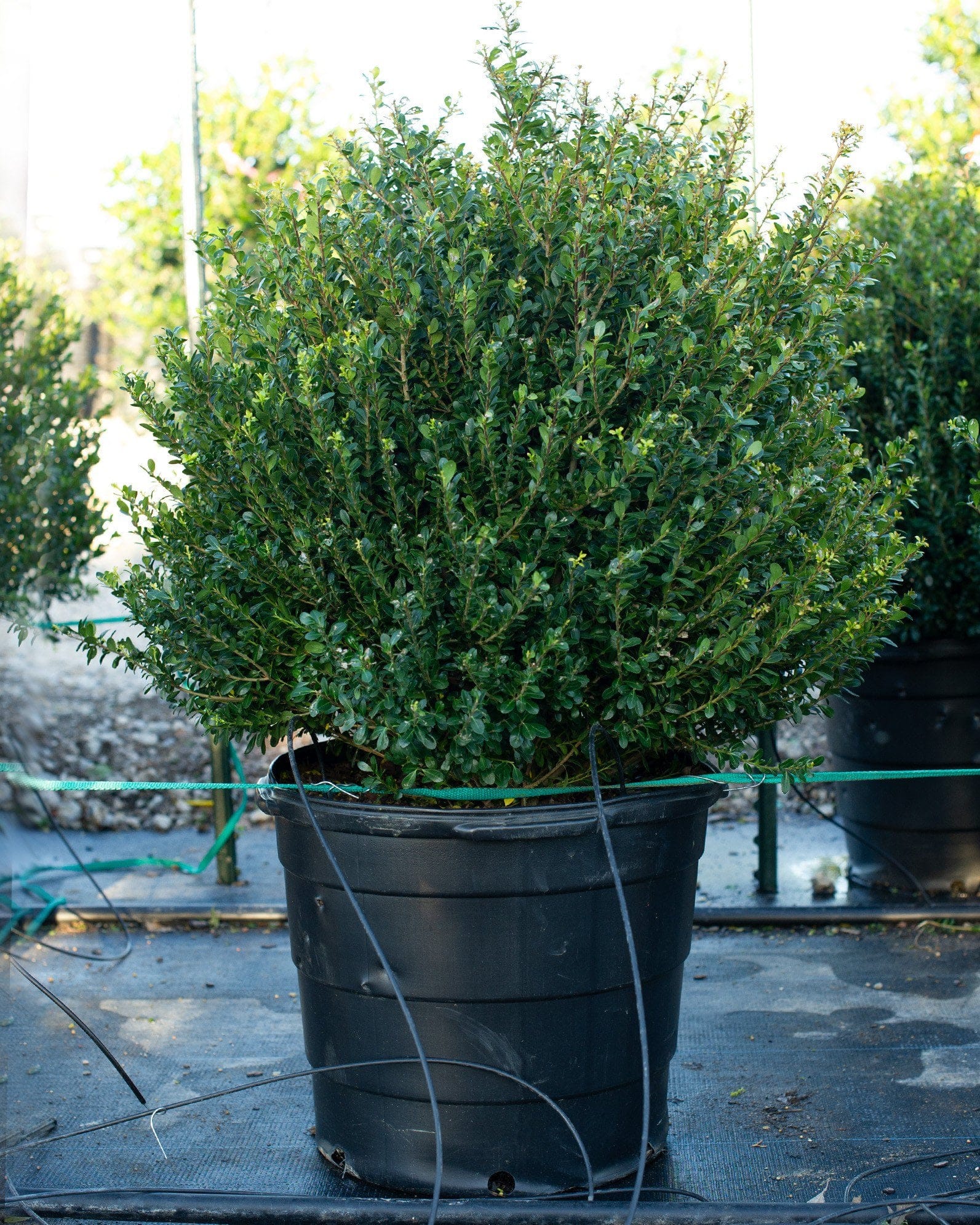 Compacta Holly - view 3