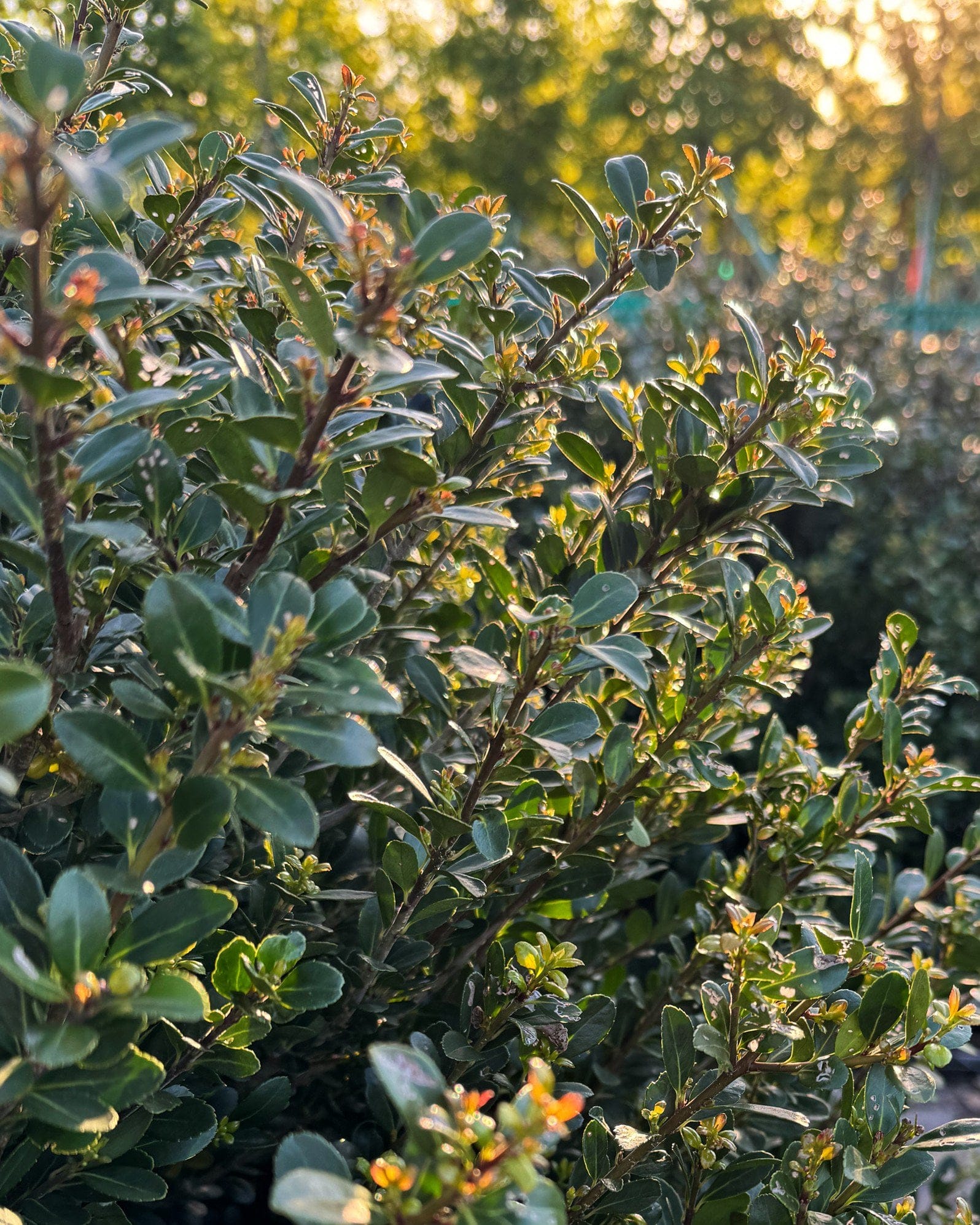Compacta Holly - view 4