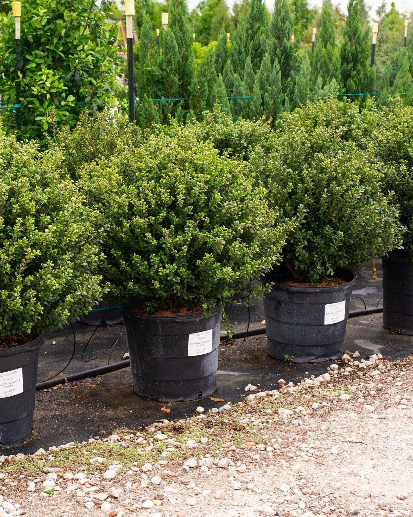 Compacta Holly - view 5