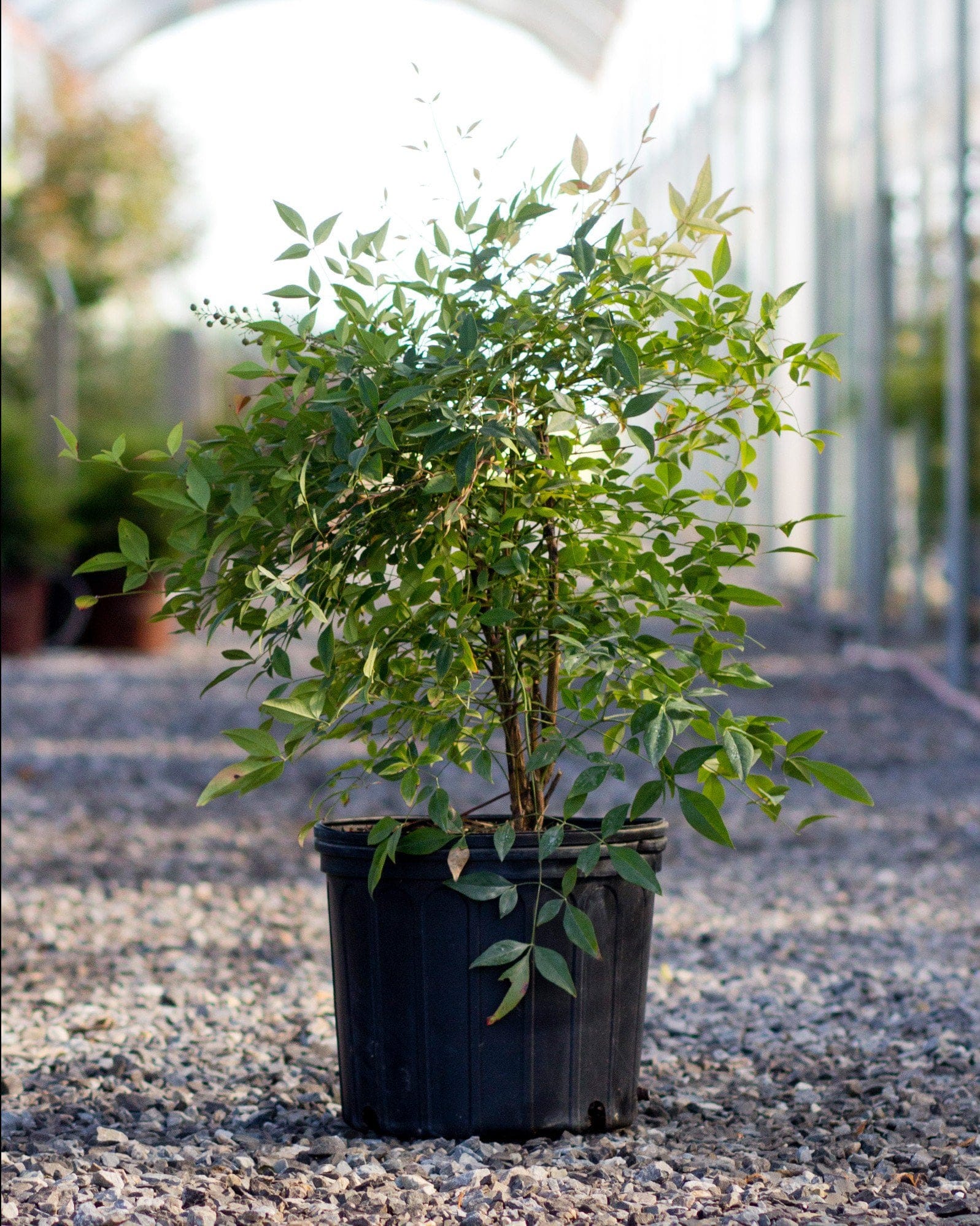 Compacta Nandina - view 2