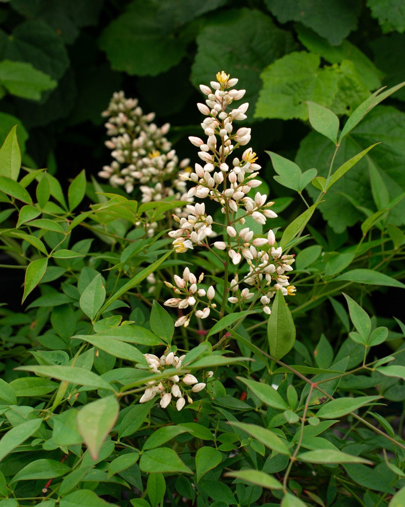 Compacta Nandina - view 3