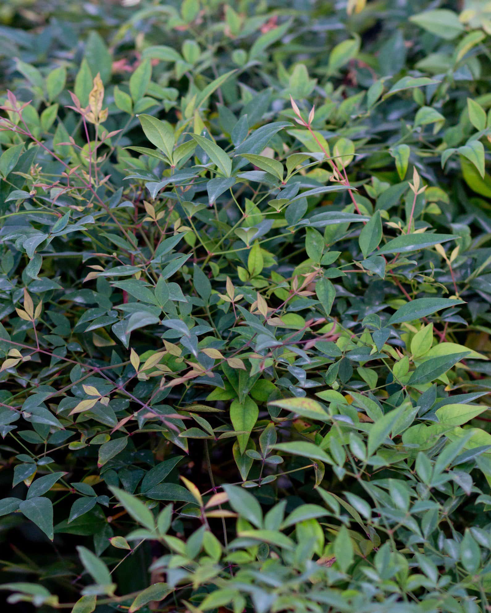 Compacta Nandina - Image 2