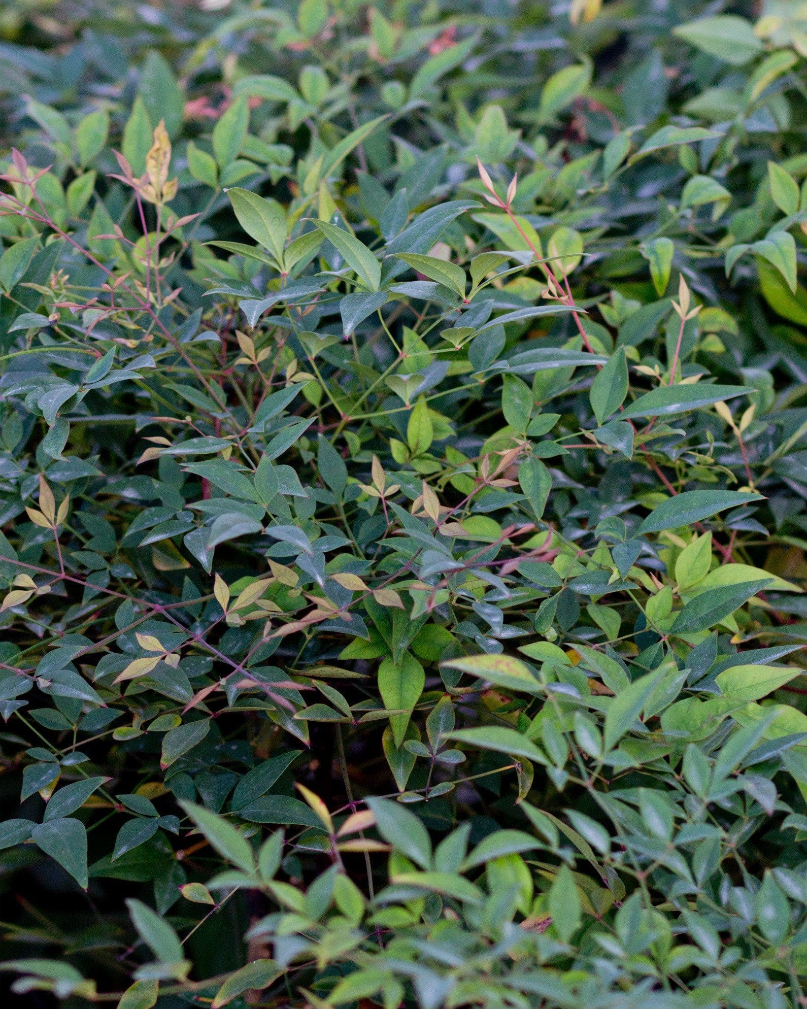 Compacta Nandina - view 4