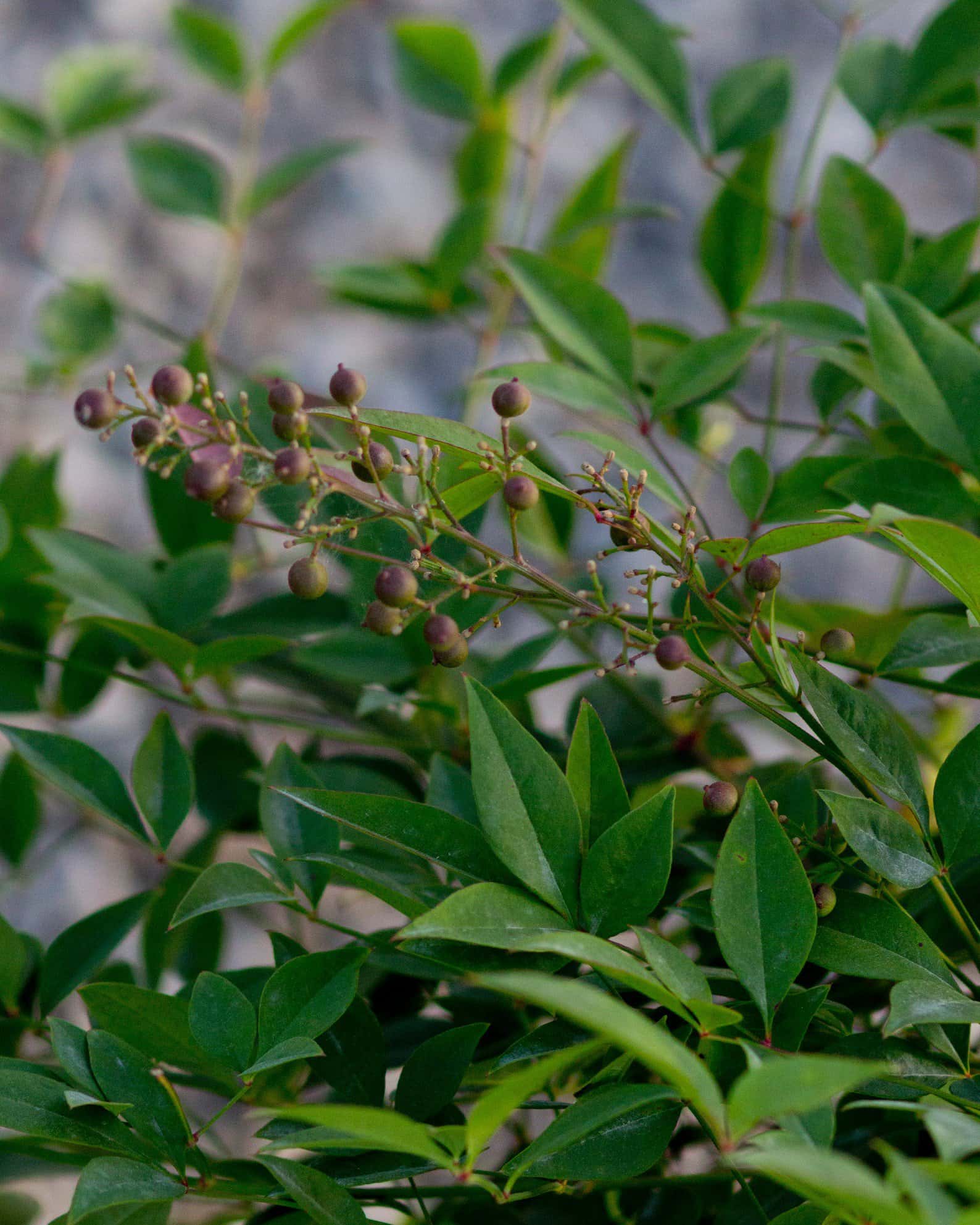 Compacta Nandina - Image 3